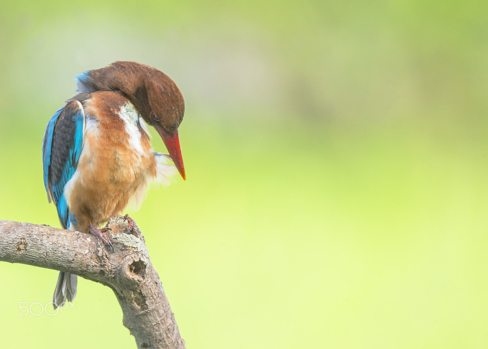 Canon EOS-1D X + Canon EF 800mm F5.6L IS USM sample photo. Penguin-style kingfisher photography