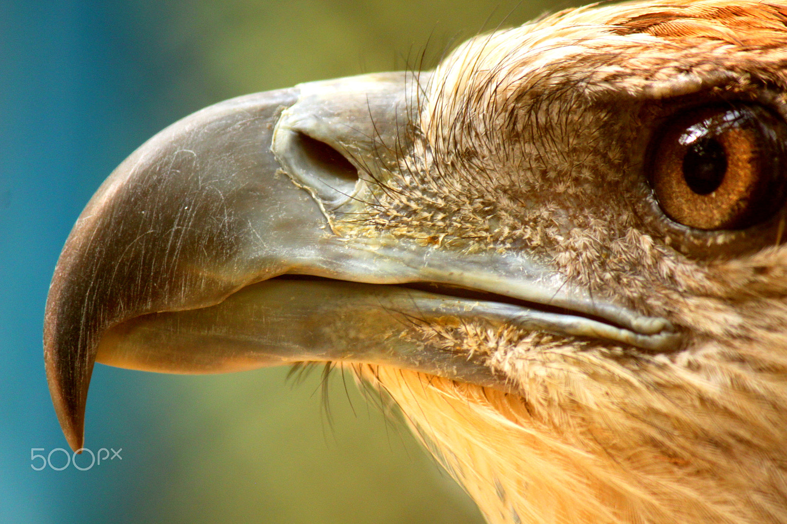 Canon EOS 500D (EOS Rebel T1i / EOS Kiss X3) sample photo. Fish eagle - close up photography