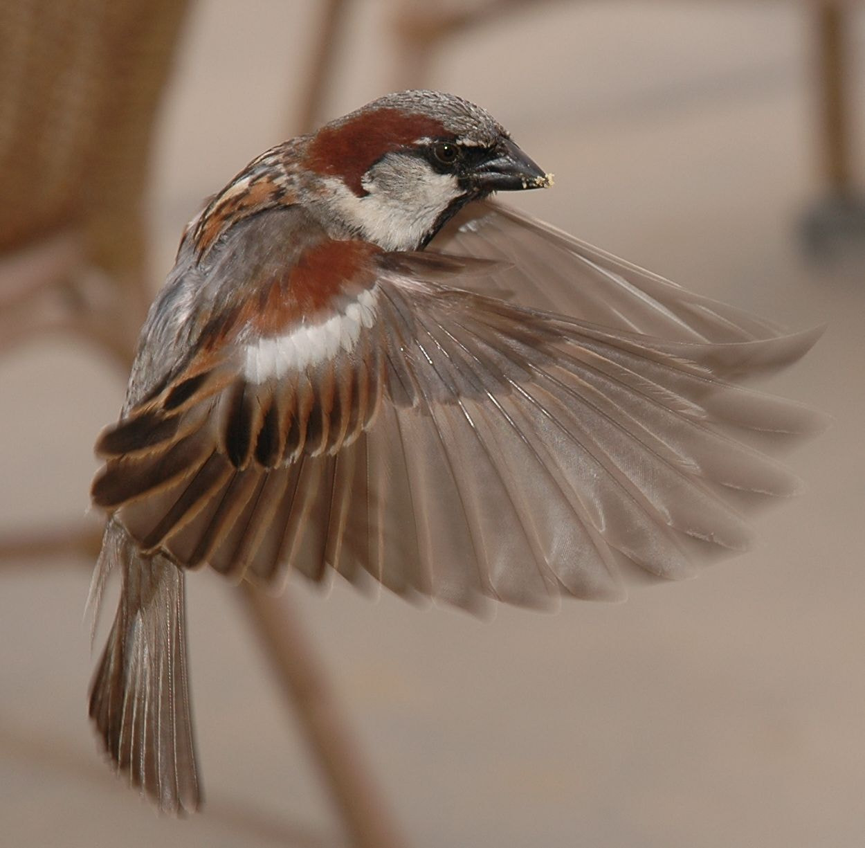 flying house sparrow by Bob Bleijerveld - Photo 17724205 / 500px