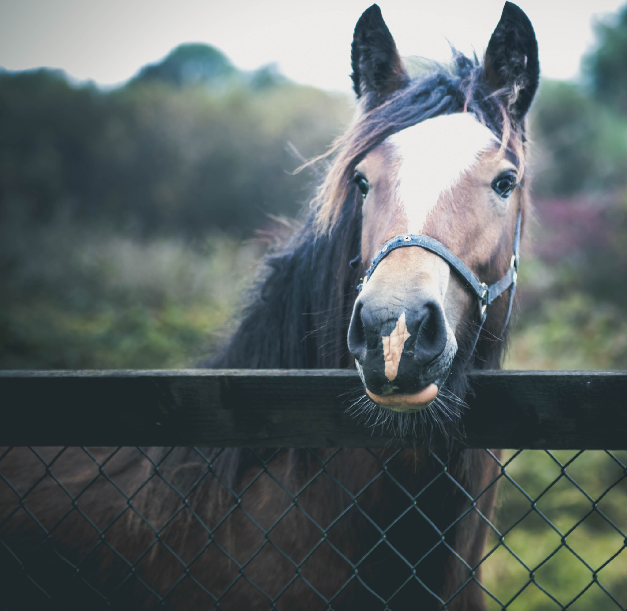 Canon EOS 80D + Tamron SP AF 90mm F2.8 Di Macro sample photo. Horse photography