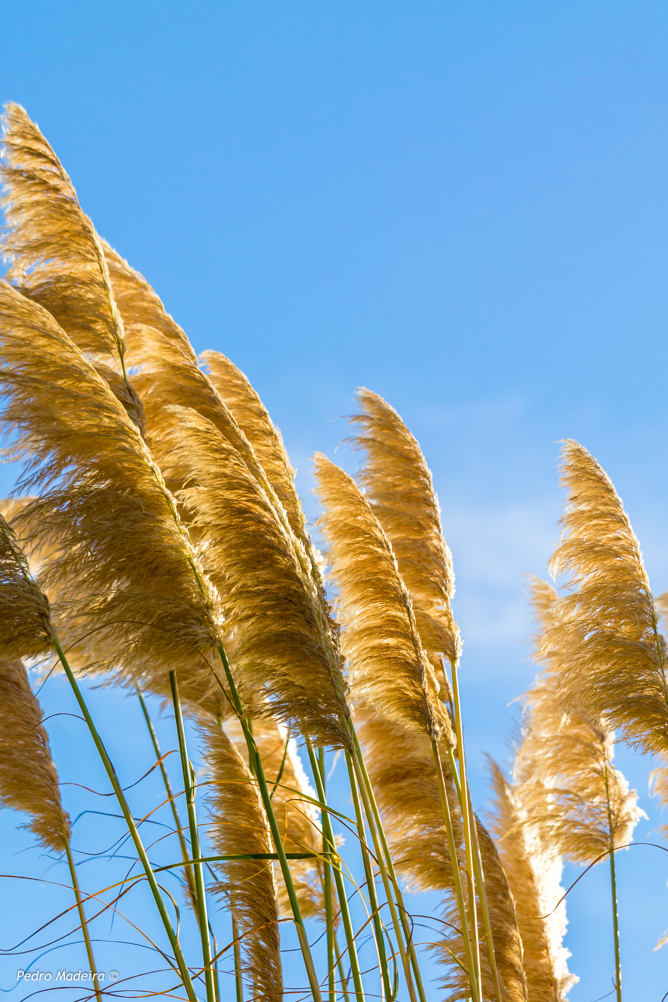 Canon EF-S 55-250mm F4-5.6 IS STM sample photo. Golden grass photography