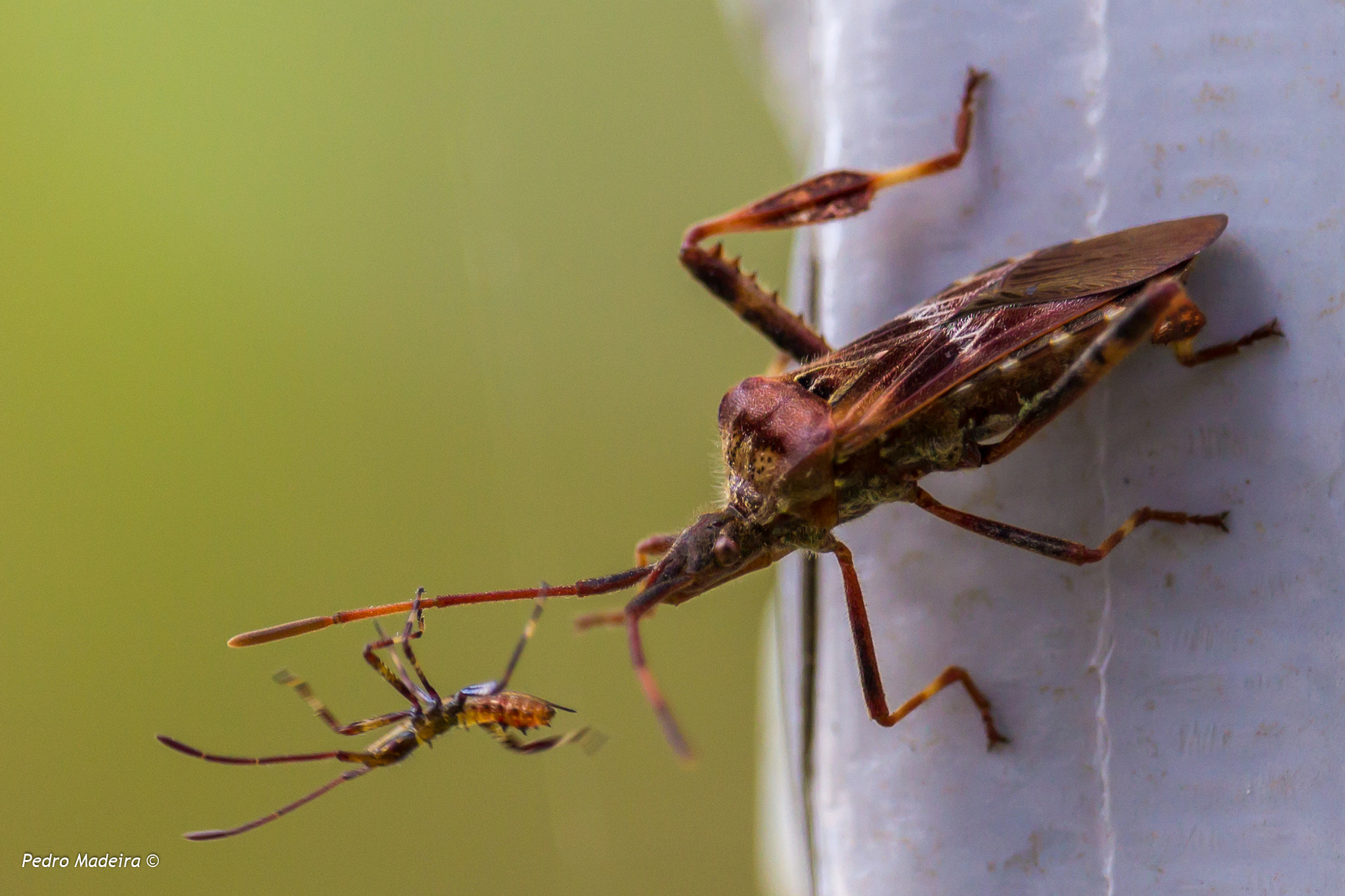 Canon EF-S 55-250mm F4-5.6 IS STM sample photo. When bugs bug other bugs photography