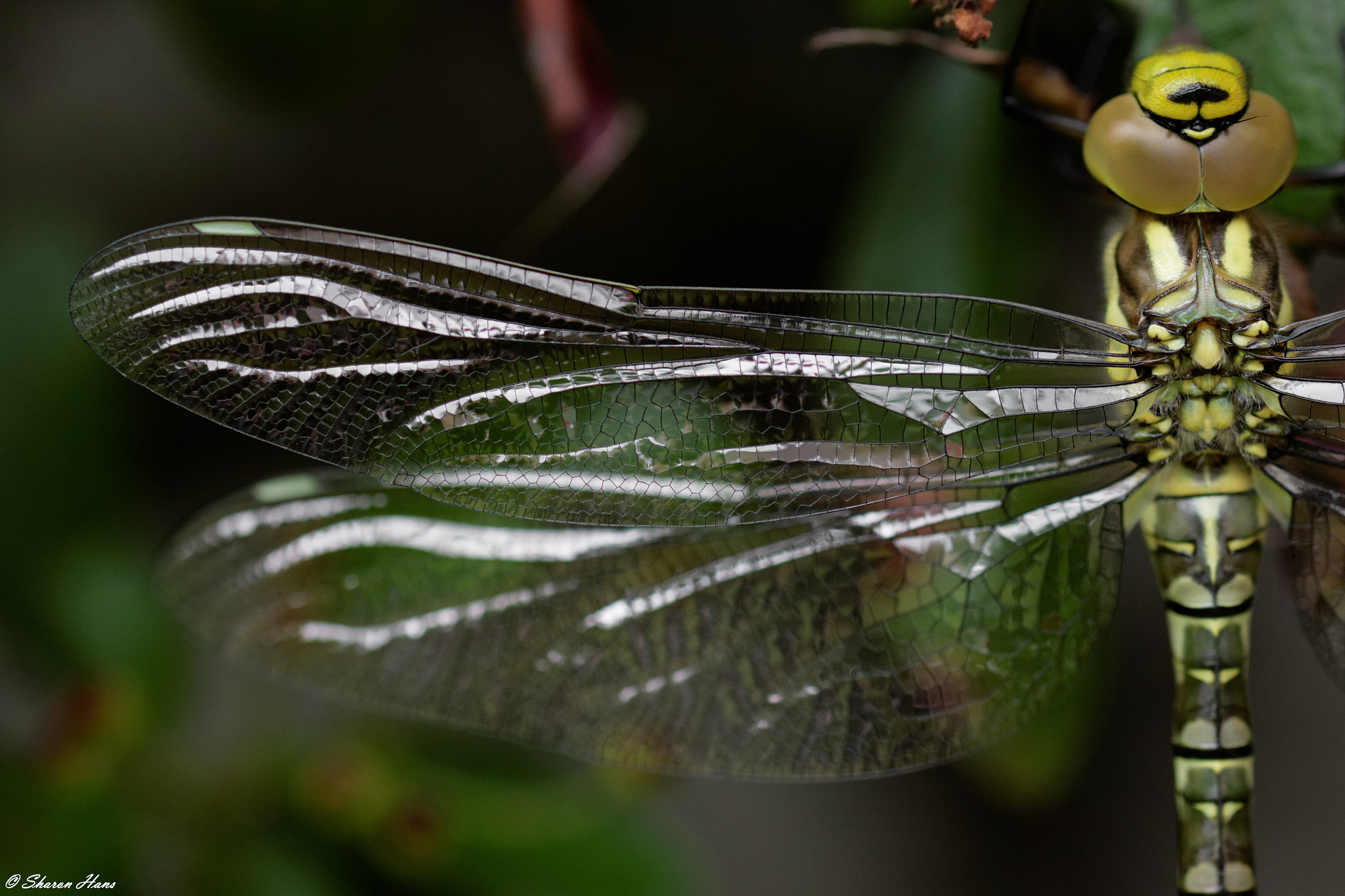 Sigma 105mm F2.8 EX DG OS HSM sample photo. Dragonfly photography