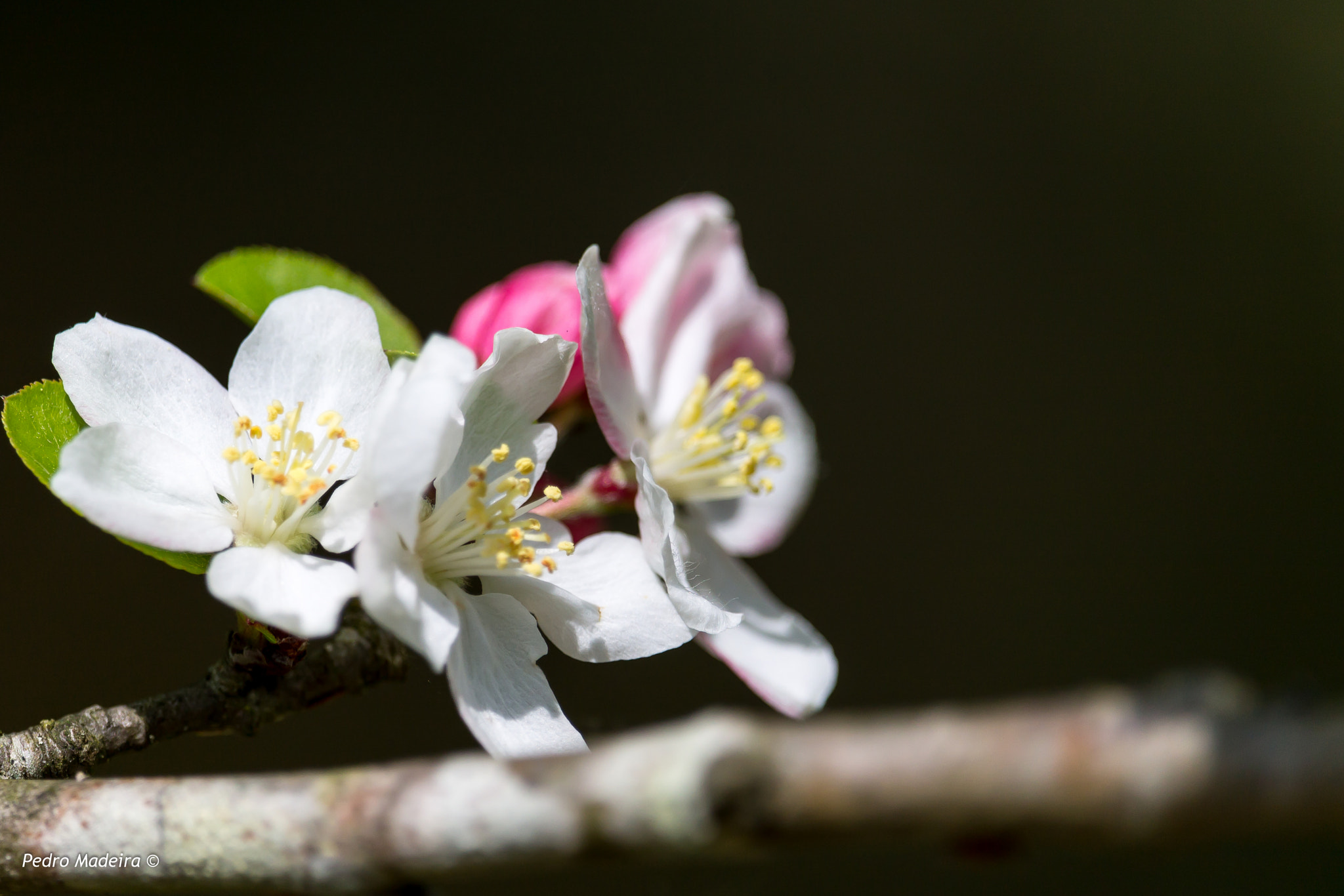 Canon EF-S 55-250mm F4-5.6 IS STM sample photo. Yet more flowers photography