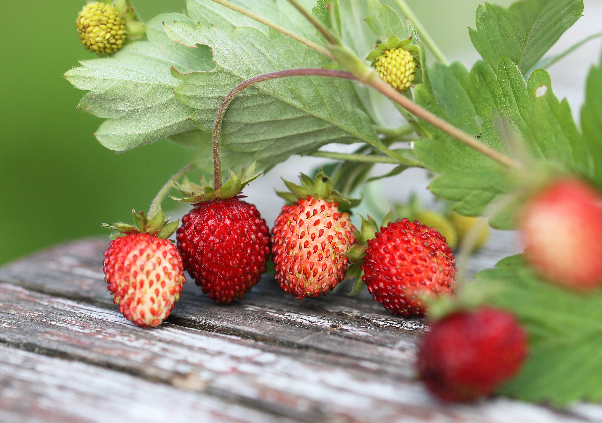 Canon EF 100mm F2.8L Macro IS USM sample photo. Sweet summer photography