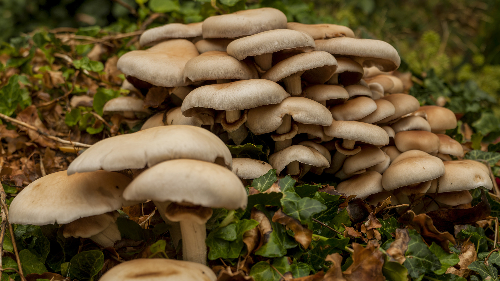 Fujifilm FinePix S6000fd sample photo. Big family of mushrooms photography