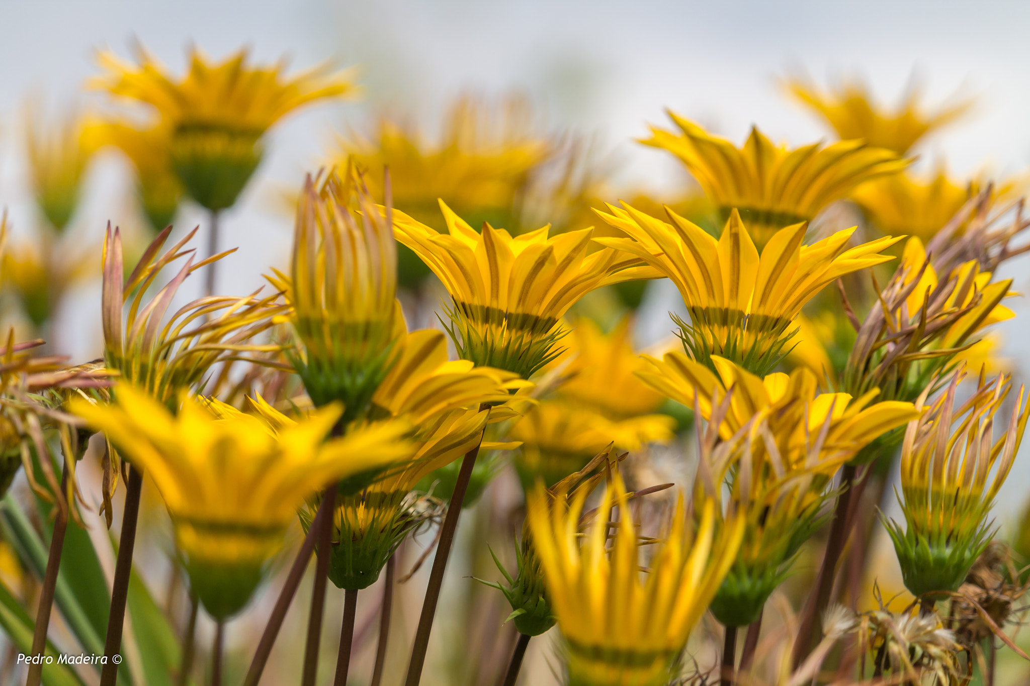Canon EF-S 55-250mm F4-5.6 IS STM sample photo. It was all yellow photography