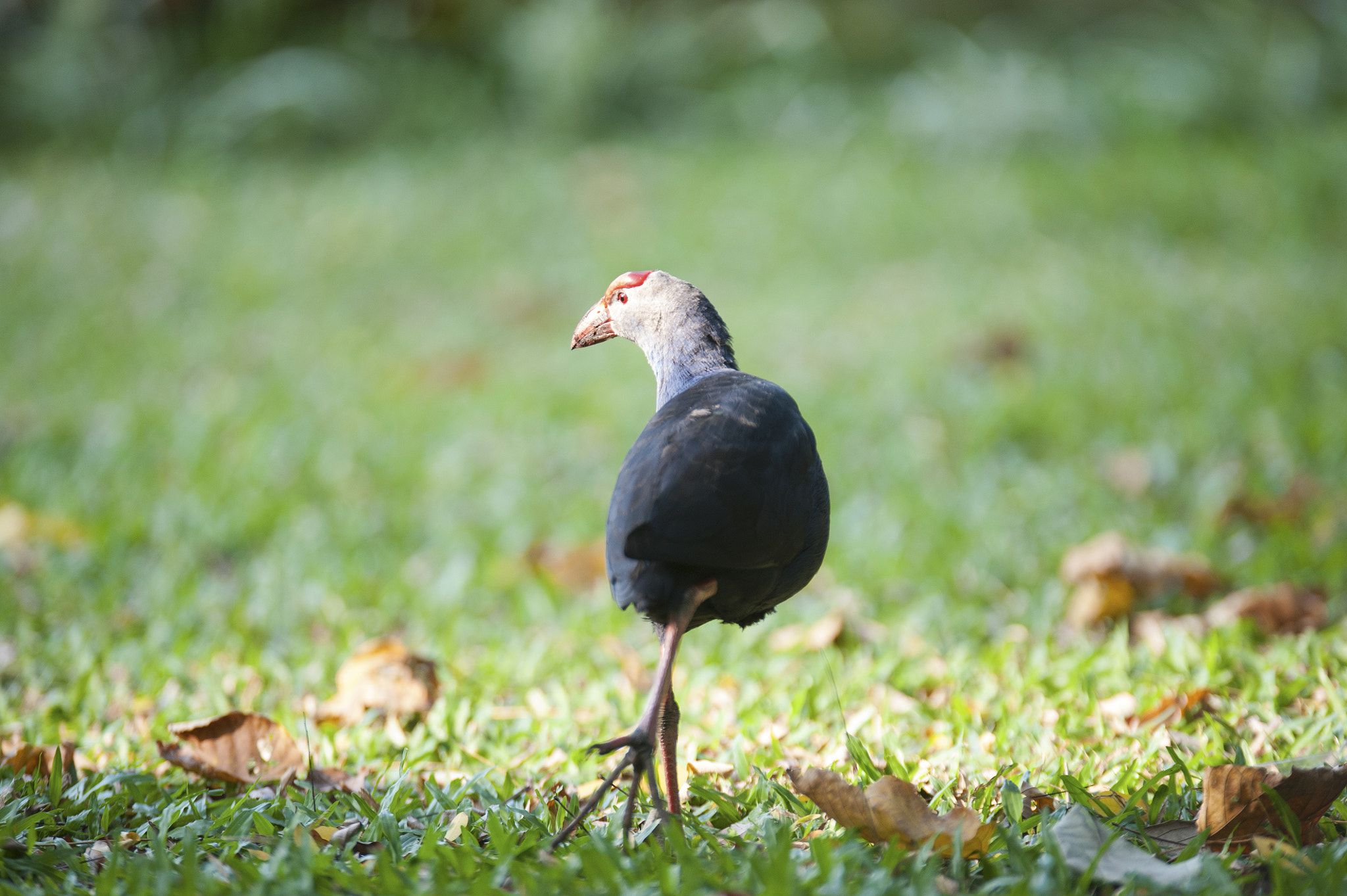 Sigma 120-300mm F2.8 EX DG HSM sample photo