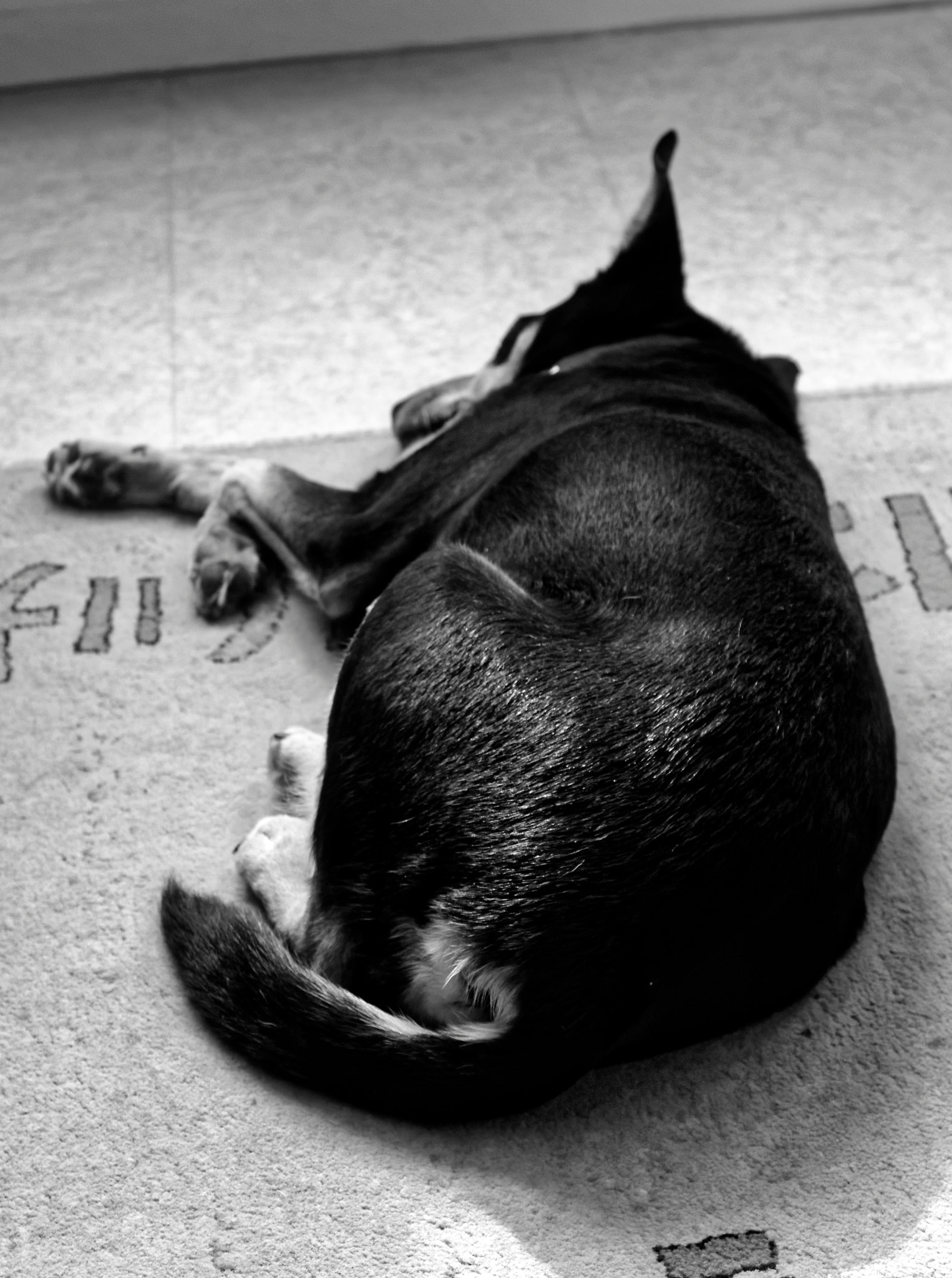 Sigma 17-70mm F2.8-4 DC Macro OS HSM sample photo. La sieste photography