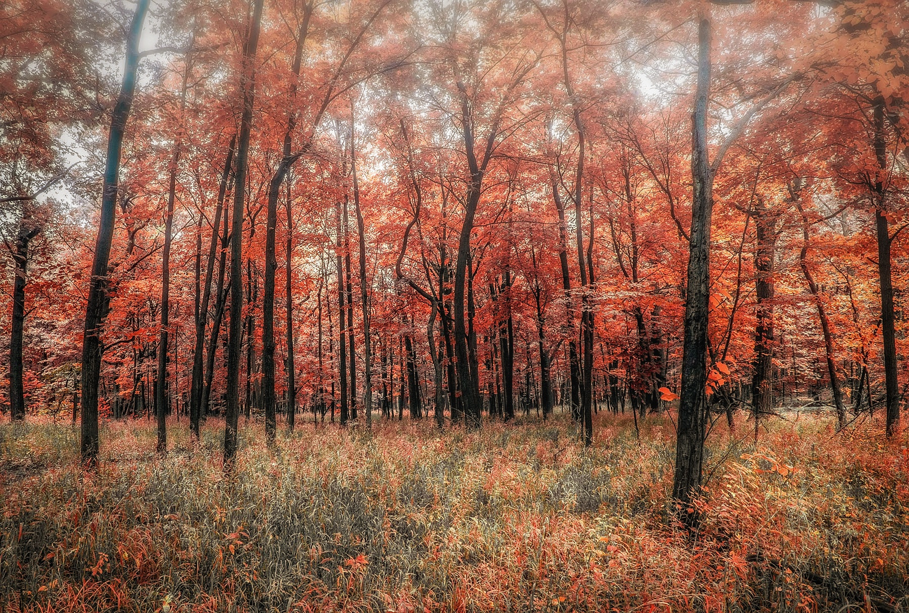 Nikon AF-S Nikkor 17-35mm F2.8D ED-IF sample photo. Red forrest. photography
