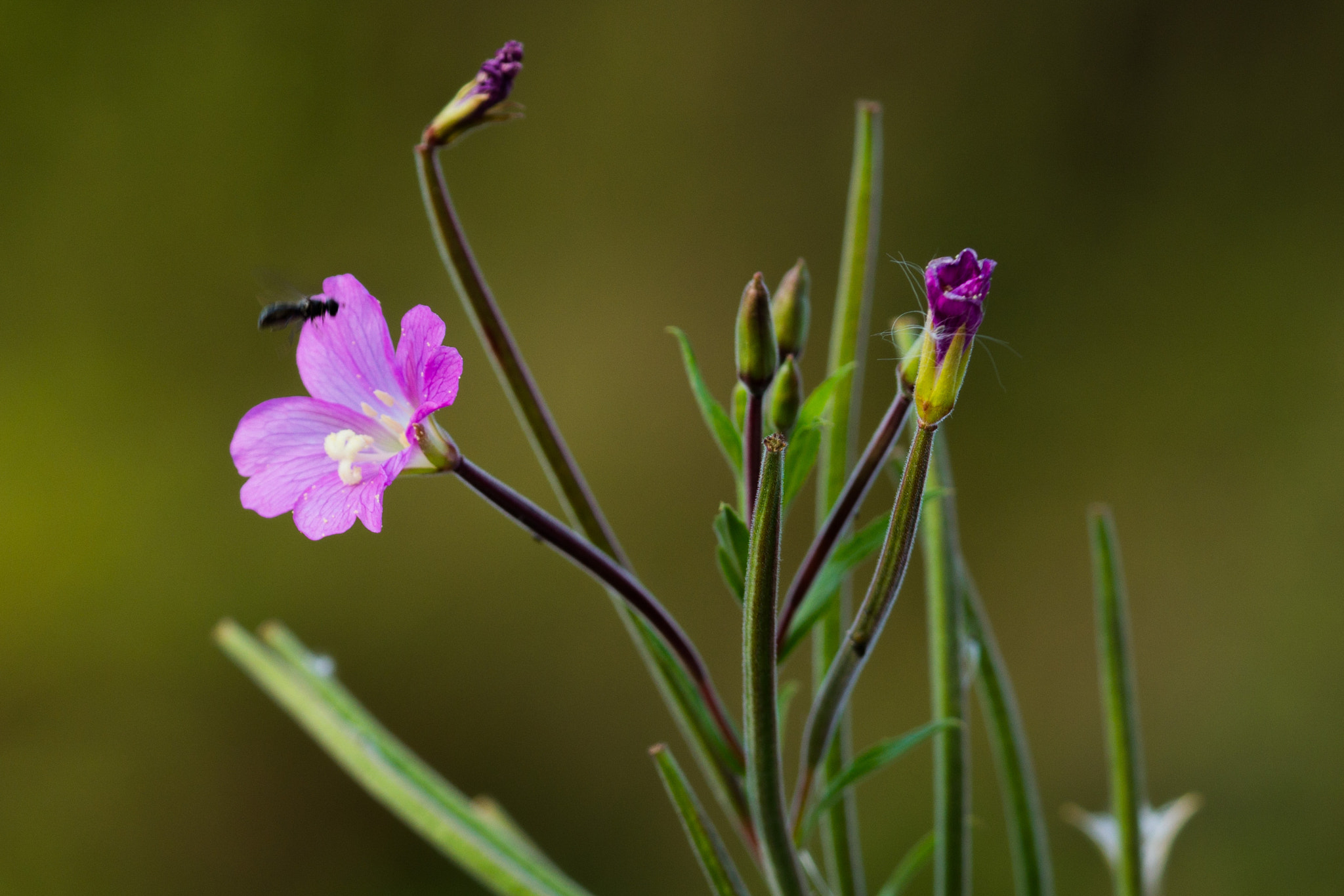 Sony Alpha NEX-7 + 90mm F2.8 Macro G OSS sample photo. Get it! photography