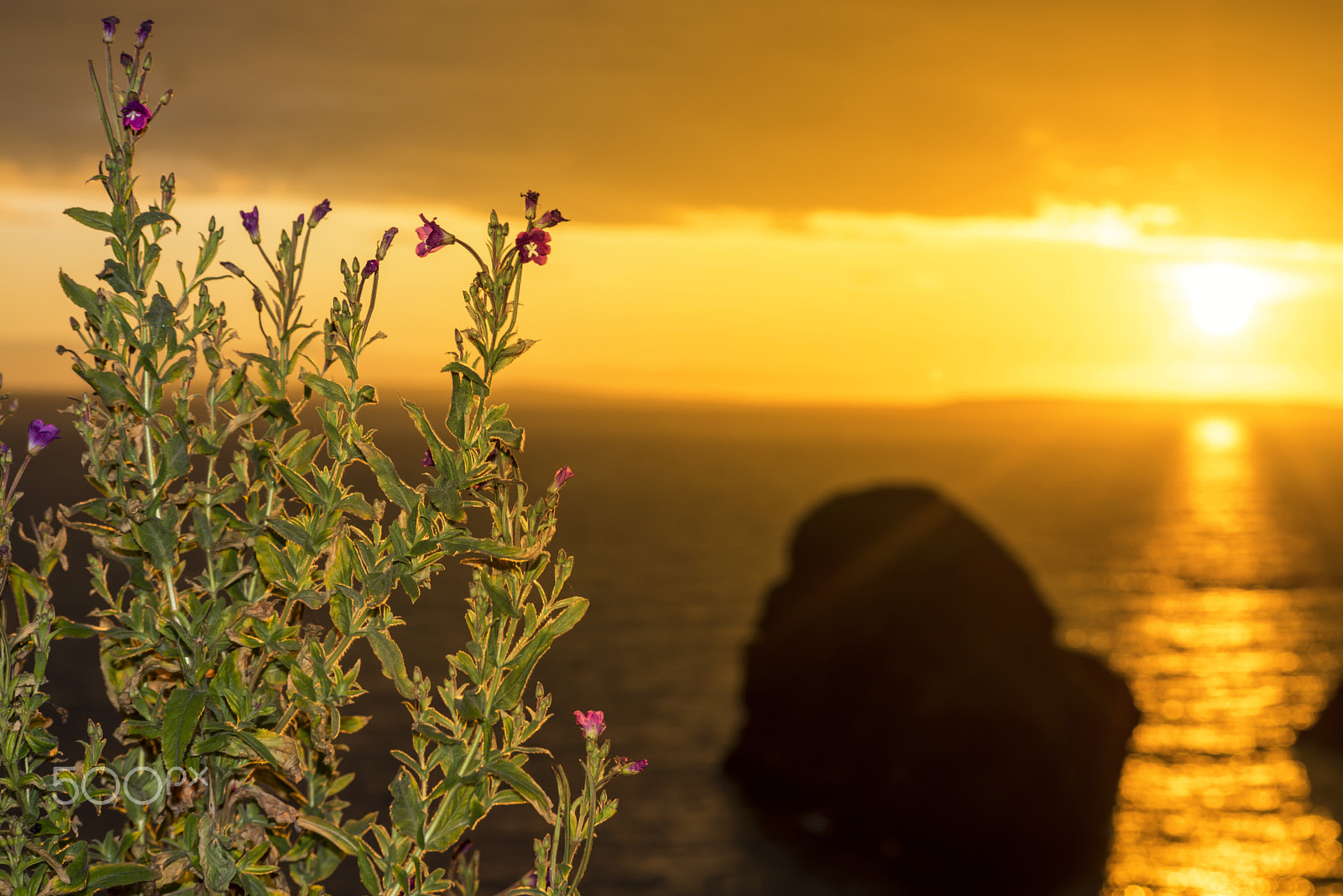 Sigma 70-300mm F4-5.6 APO DG Macro sample photo. Virgin rock and wild flowers sunset photography