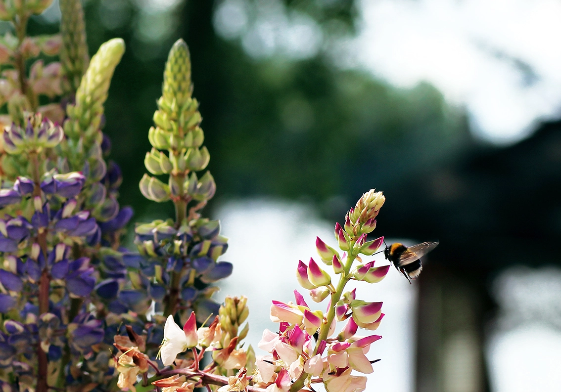 Sigma 50mm f/1.4 EX DG HSM + 1.4x sample photo. Bee photography