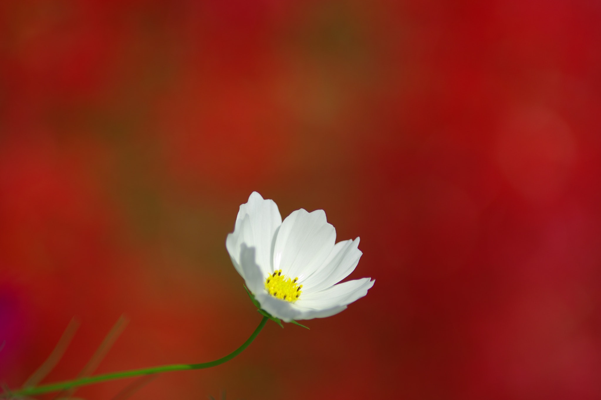 Pentax K-3 + smc PENTAX-FA* 80-200mm F2.8 ED[IF] sample photo. Cluster amaryllis and cosmos photography