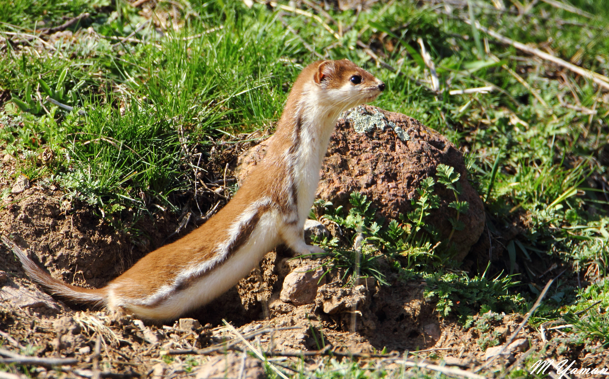 Tamron SP 150-600mm F5-6.3 Di VC USD sample photo. Gelincik / least weasel photography