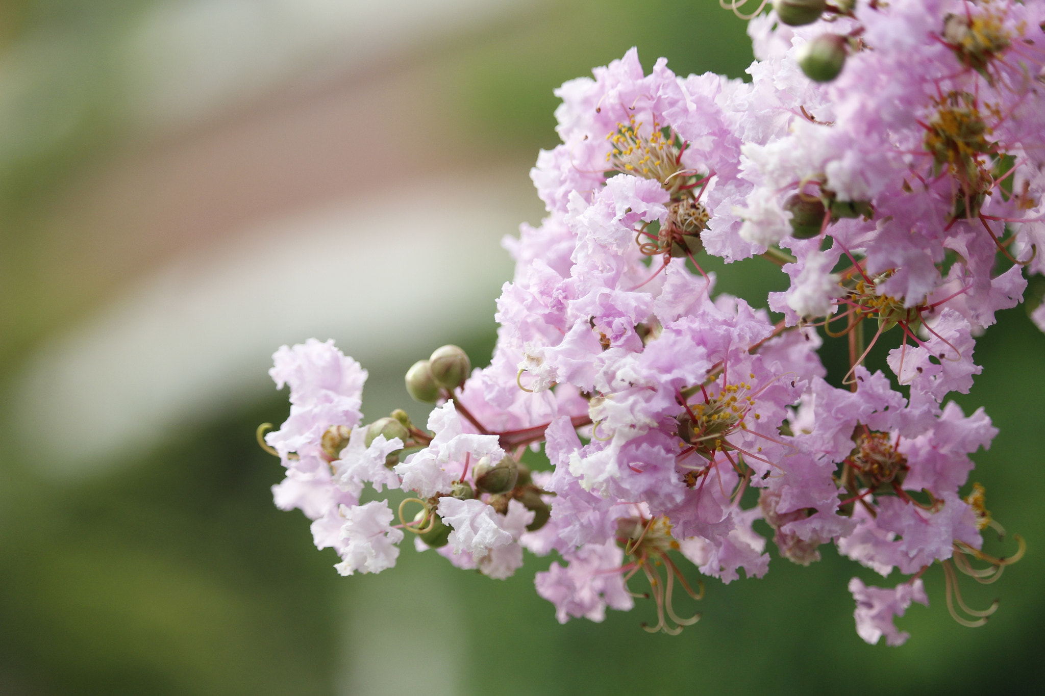 Canon EOS 700D (EOS Rebel T5i / EOS Kiss X7i) sample photo
