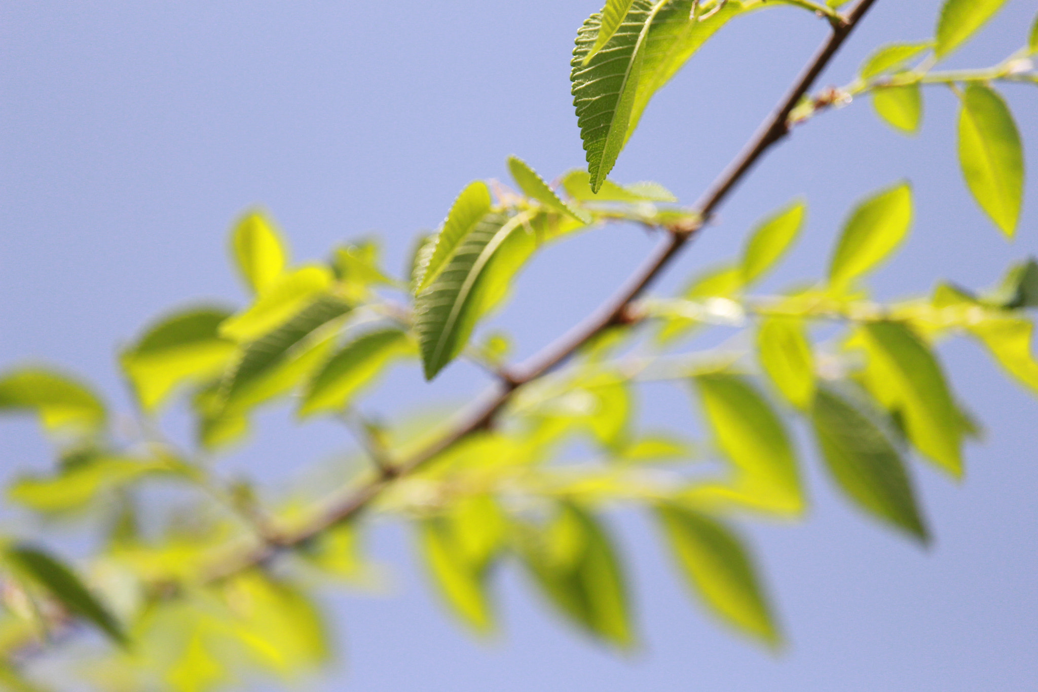 Canon EOS 700D (EOS Rebel T5i / EOS Kiss X7i) sample photo. 清新 photography