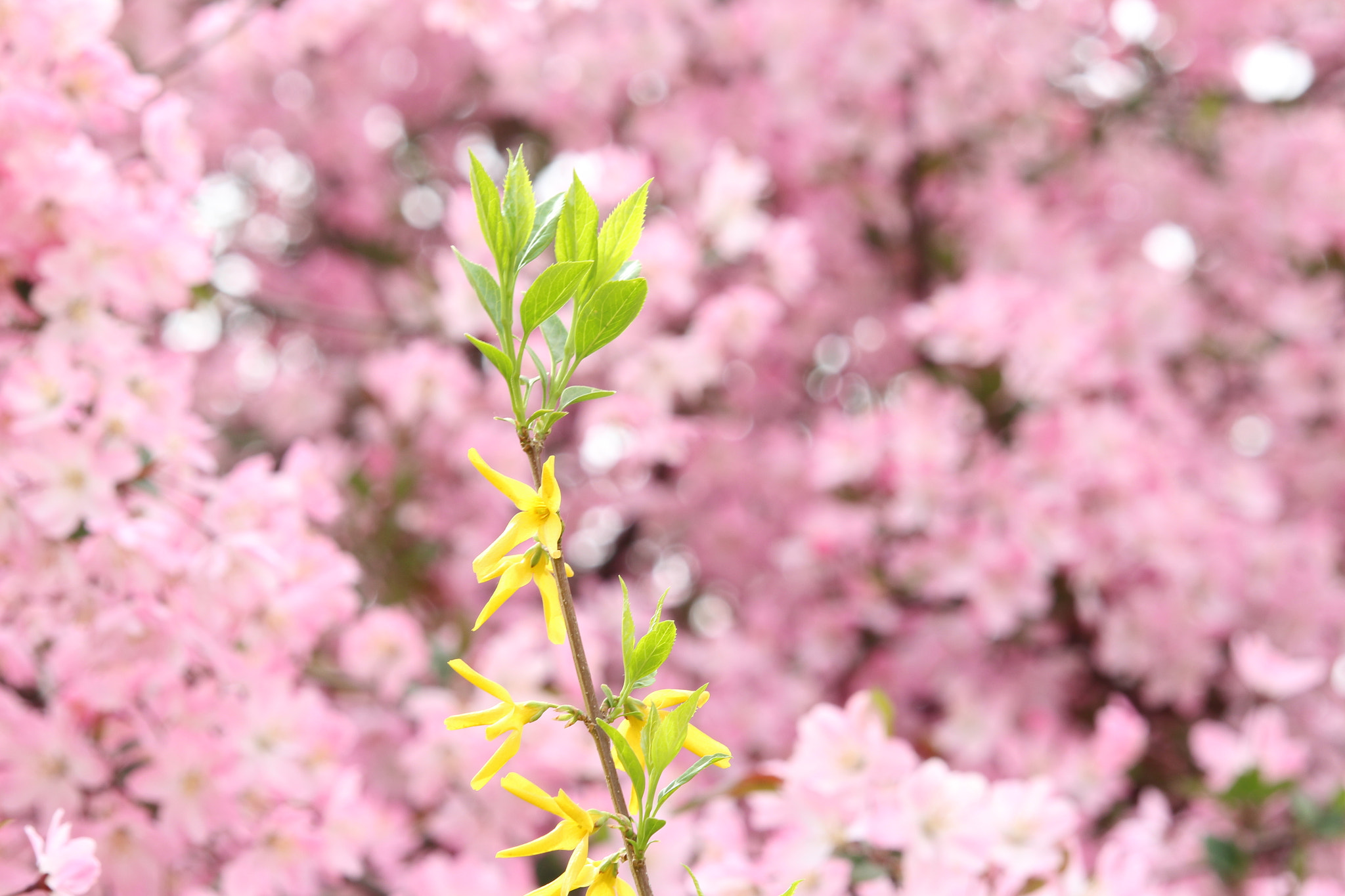 Canon EOS 700D (EOS Rebel T5i / EOS Kiss X7i) sample photo. 春暖花开 photography