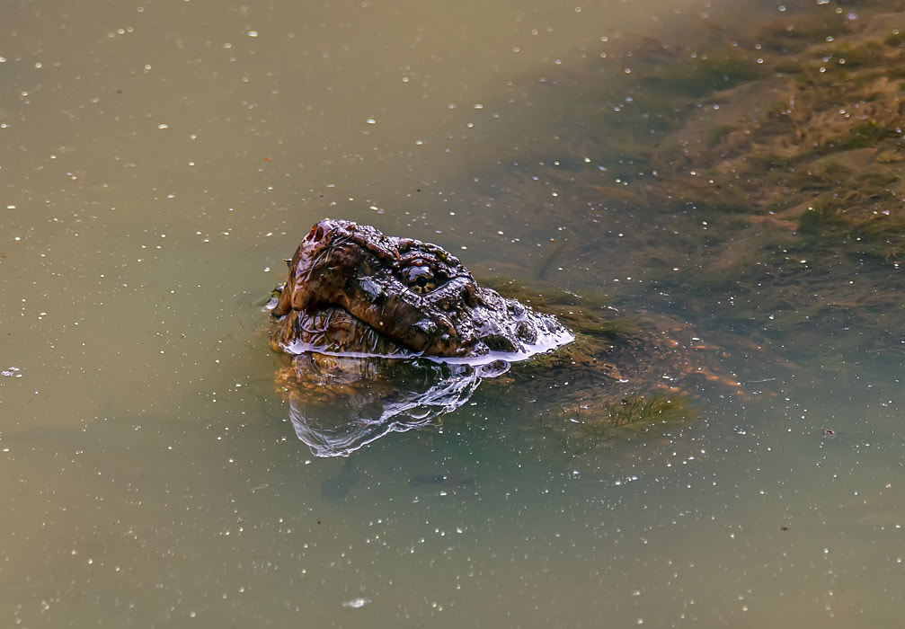 150-600mm F5-6.3 DG OS HSM | Contemporary 015 sample photo. Master of the midway photography