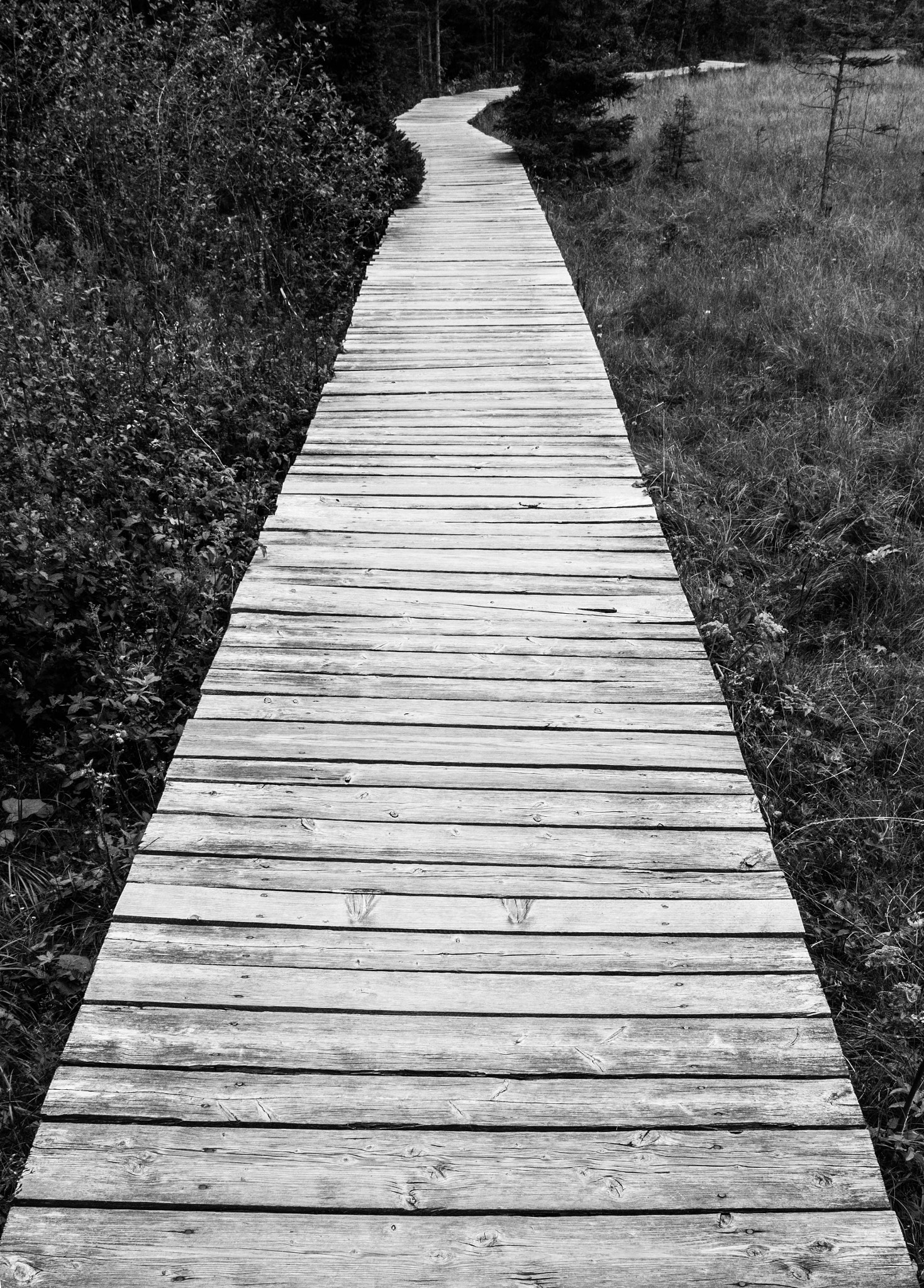 Sigma 28-300mm F3.5-6.3 DG Macro sample photo. Wooden path photography