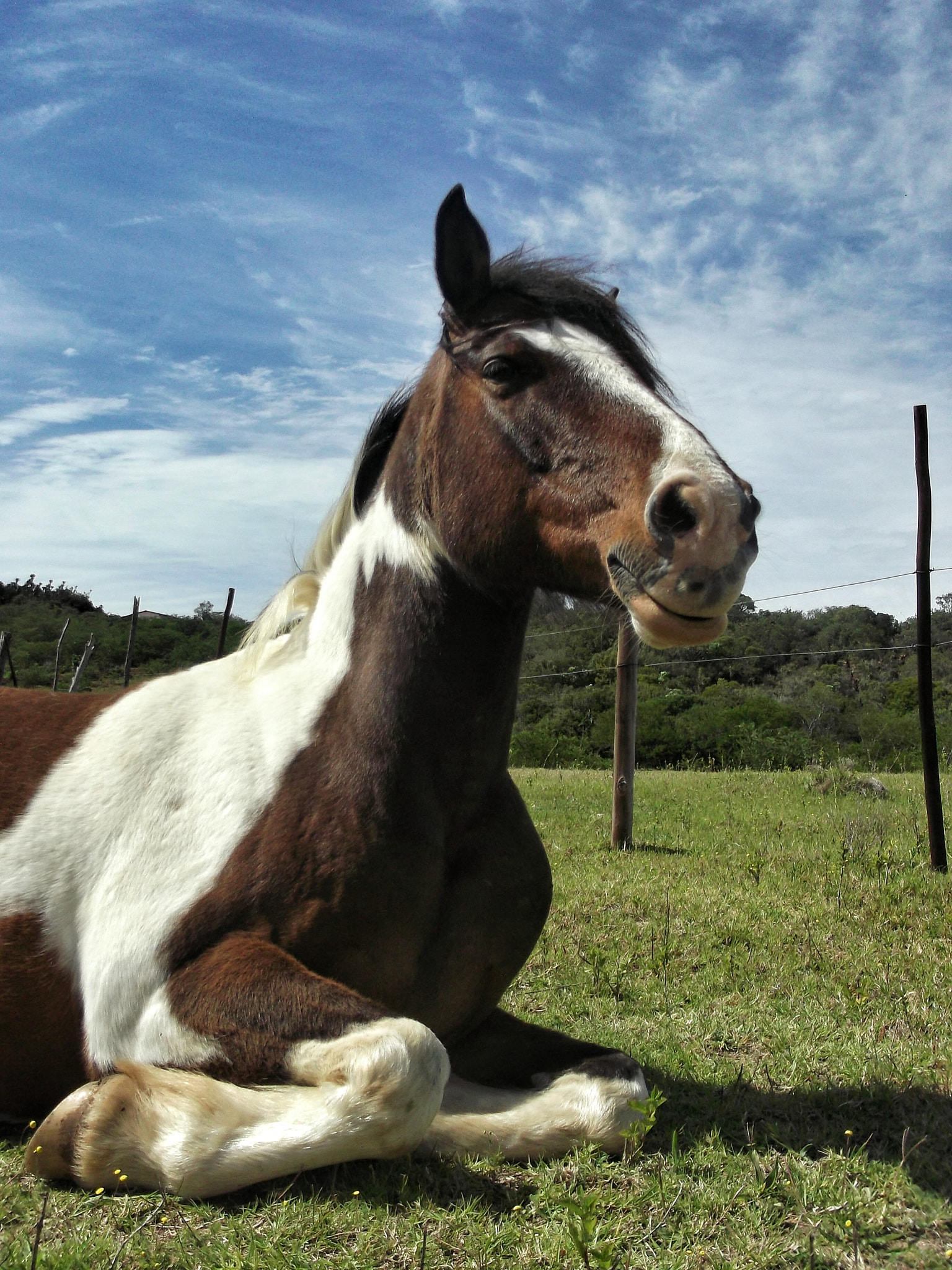 Fujifilm FinePix L30 sample photo. Restful moment of a horse photography