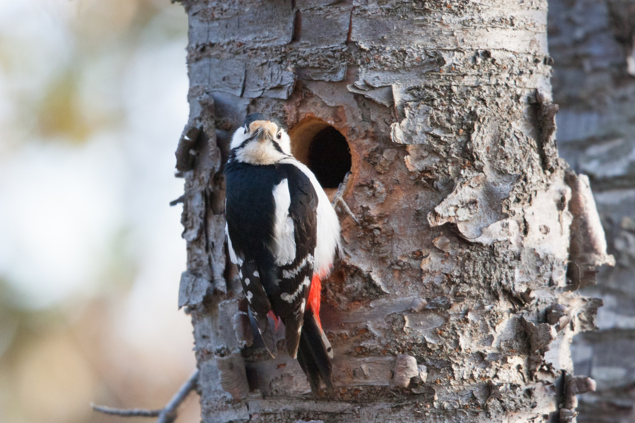 Canon EF 400mm F2.8L IS USM sample photo. Great spotted woodpecker photography