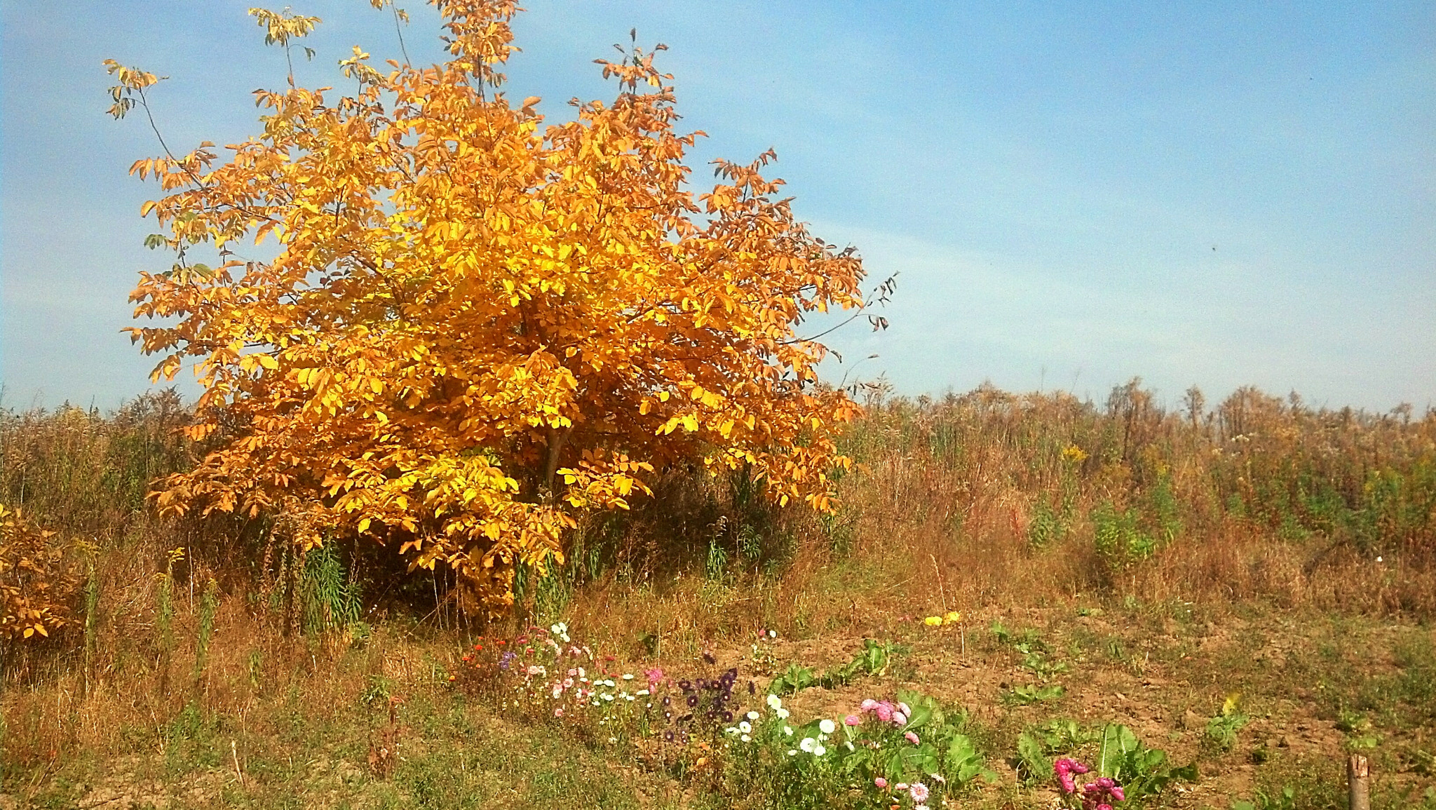 Motorola DROID RAZR sample photo. Golden tree photography
