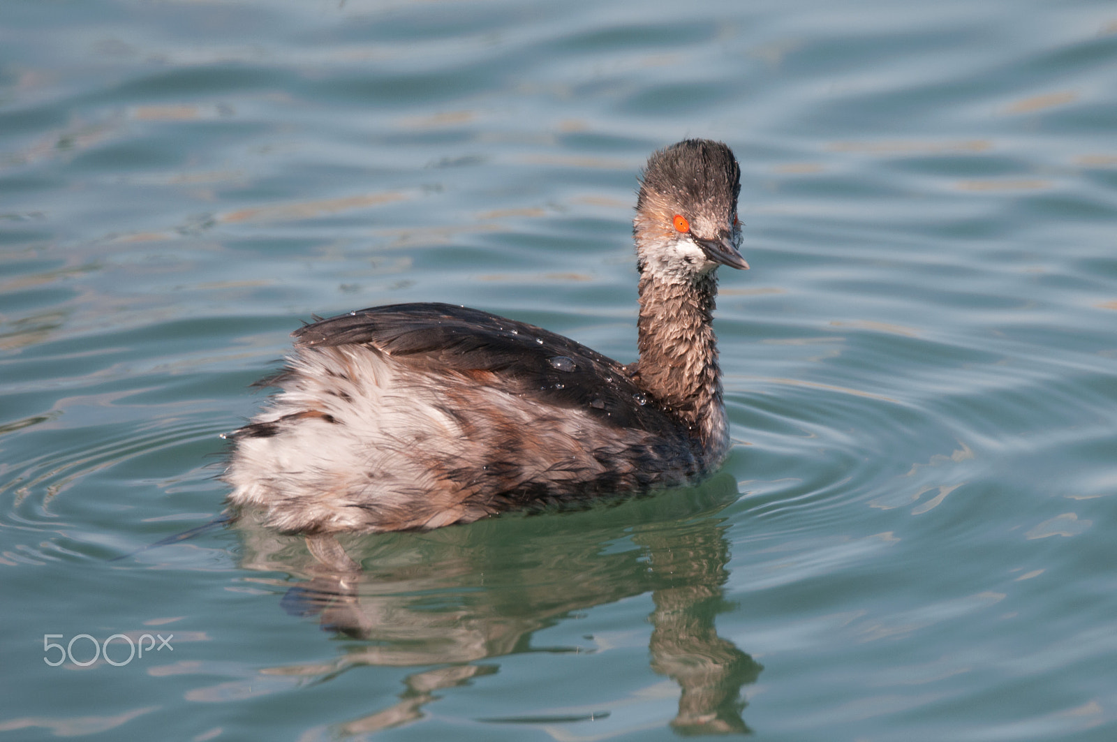 Sigma 150-600mm F5-6.3 DG OS HSM | S sample photo. Orange eyes. photography