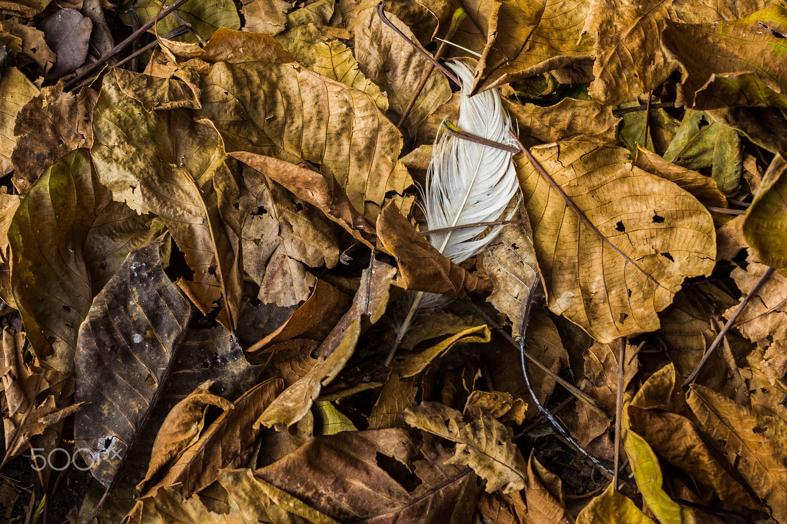 Pentax K-x sample photo. Leafs photography
