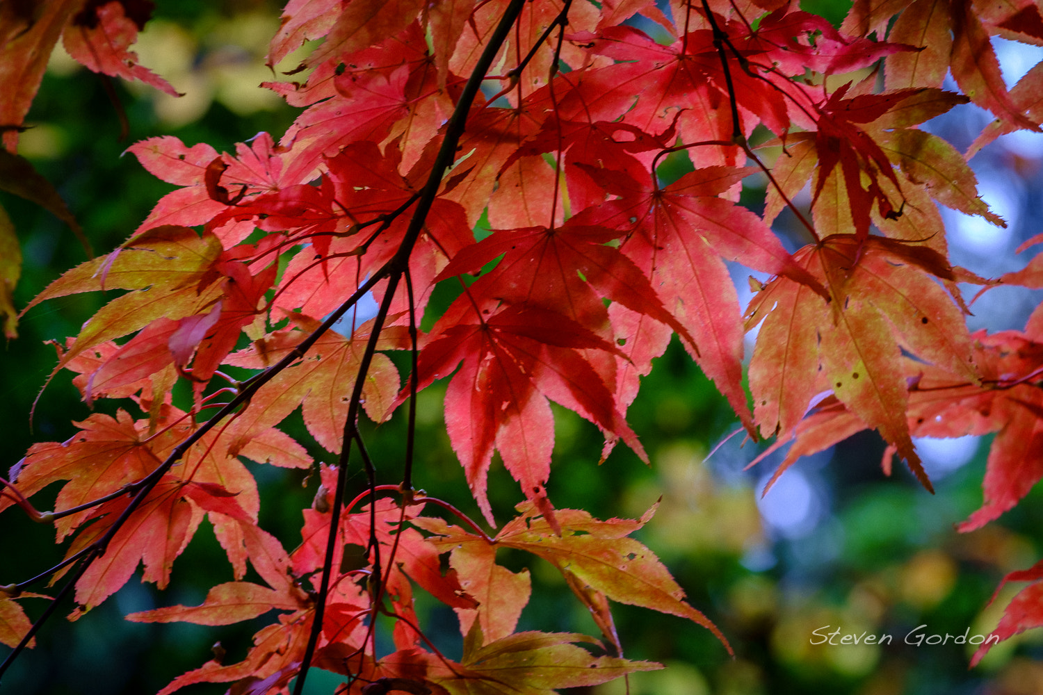 Fujifilm X-E1 + Fujifilm XF 55-200mm F3.5-4.8 R LM OIS sample photo. Maple color photography