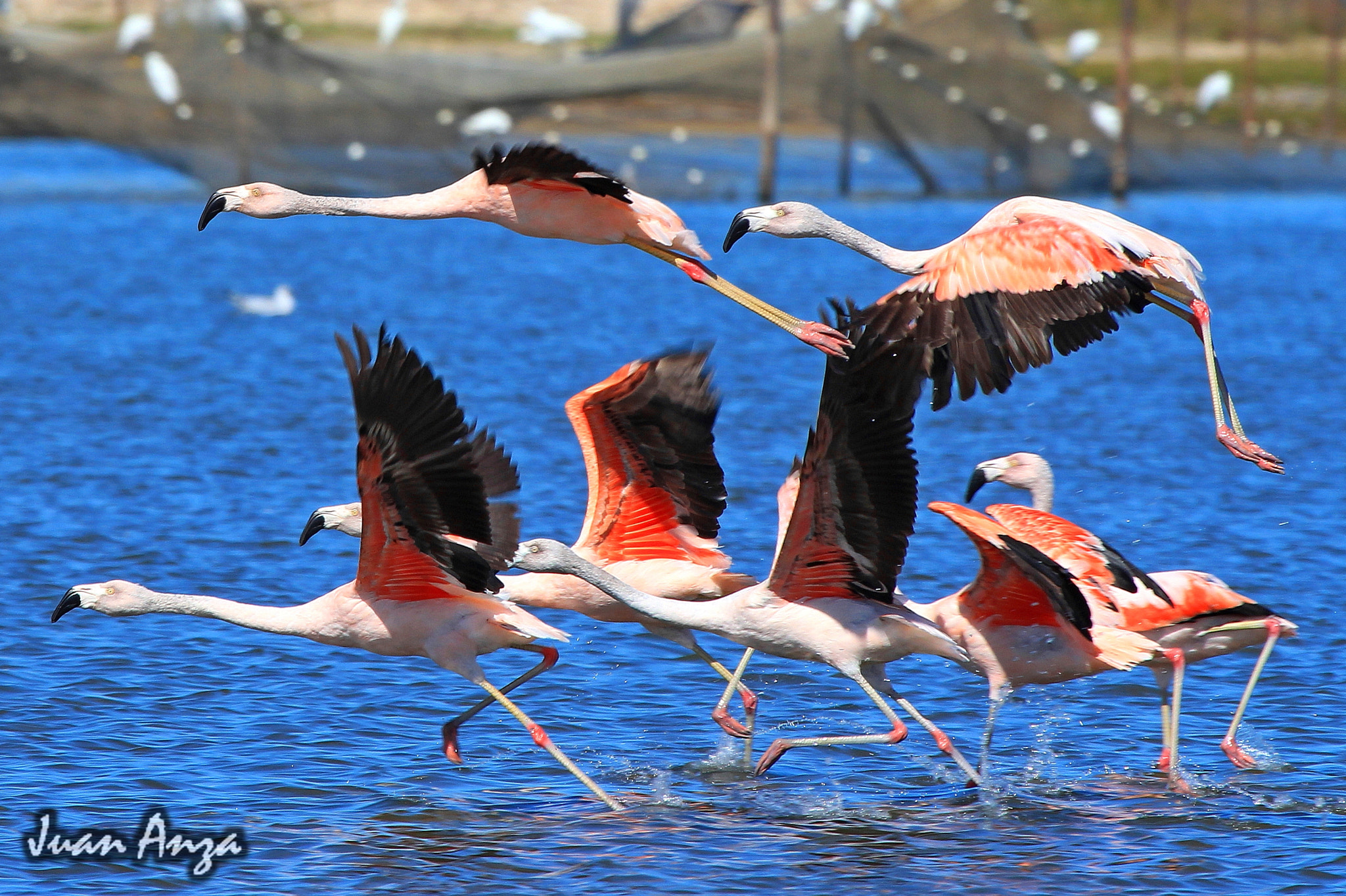 Canon EF 100-400mm F4.5-5.6L IS USM sample photo. Chilean flamingo photography