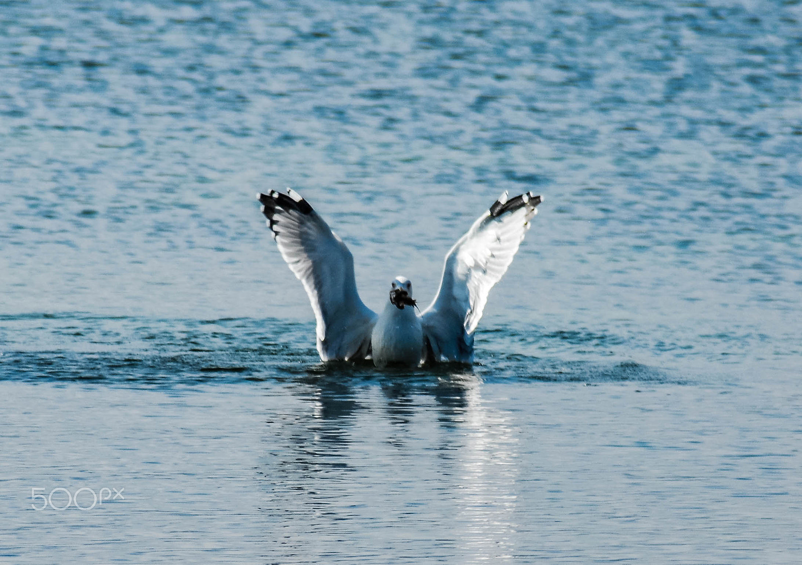 Nikon D200 sample photo. Yeah, just got the crab photography