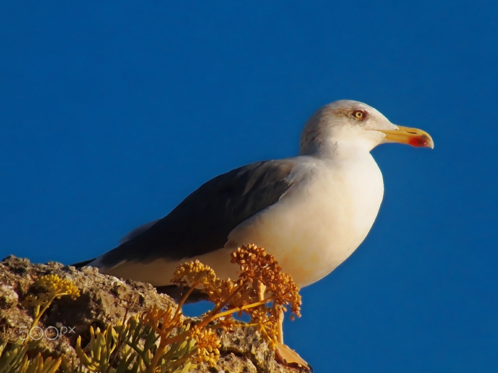 Kodak PIXPRO AZ251 sample photo. Seagull in blue photography
