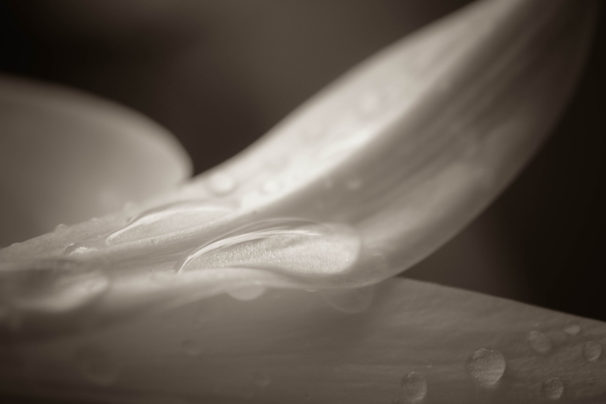 Canon EOS 650D (EOS Rebel T4i / EOS Kiss X6i) sample photo. Raindrops photography