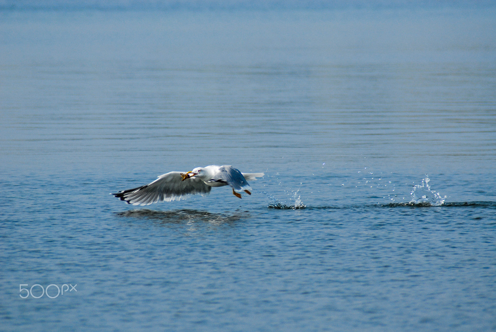 Nikon D200 sample photo. Om nom nom photography