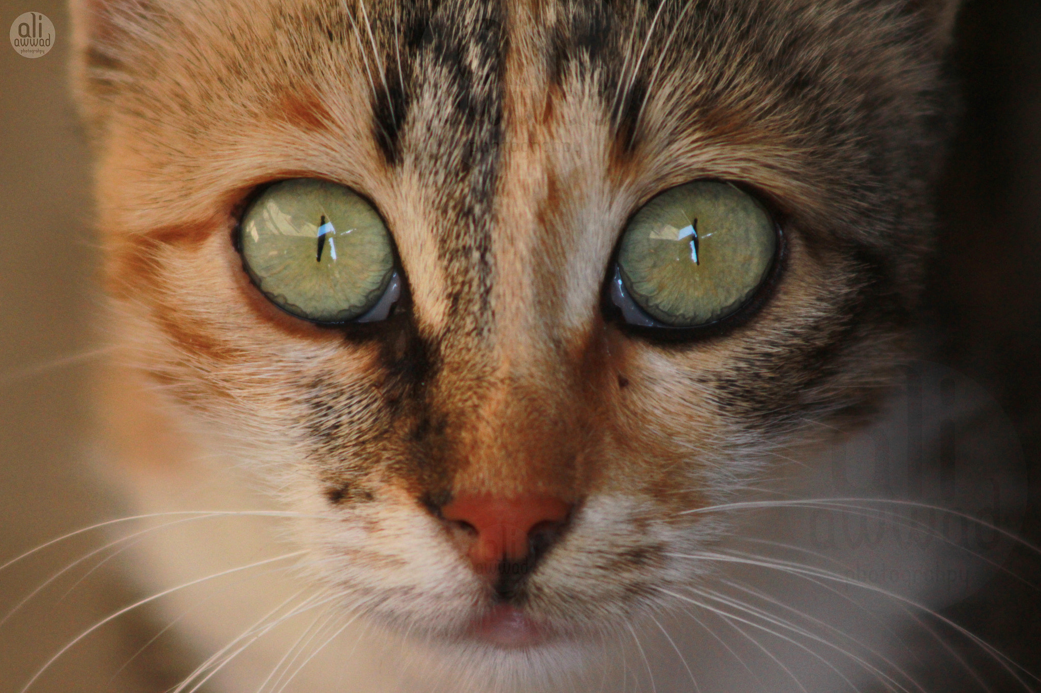 Canon EF 90-300mm F4.5-5.6 USM sample photo. Img photography