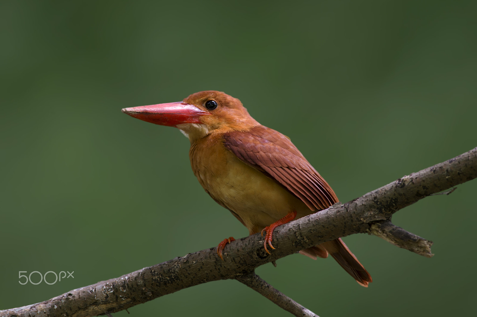 Nikon D4 + Nikon AF-S Nikkor 300mm F4D ED-IF sample photo. A ruddy kingfisher photography