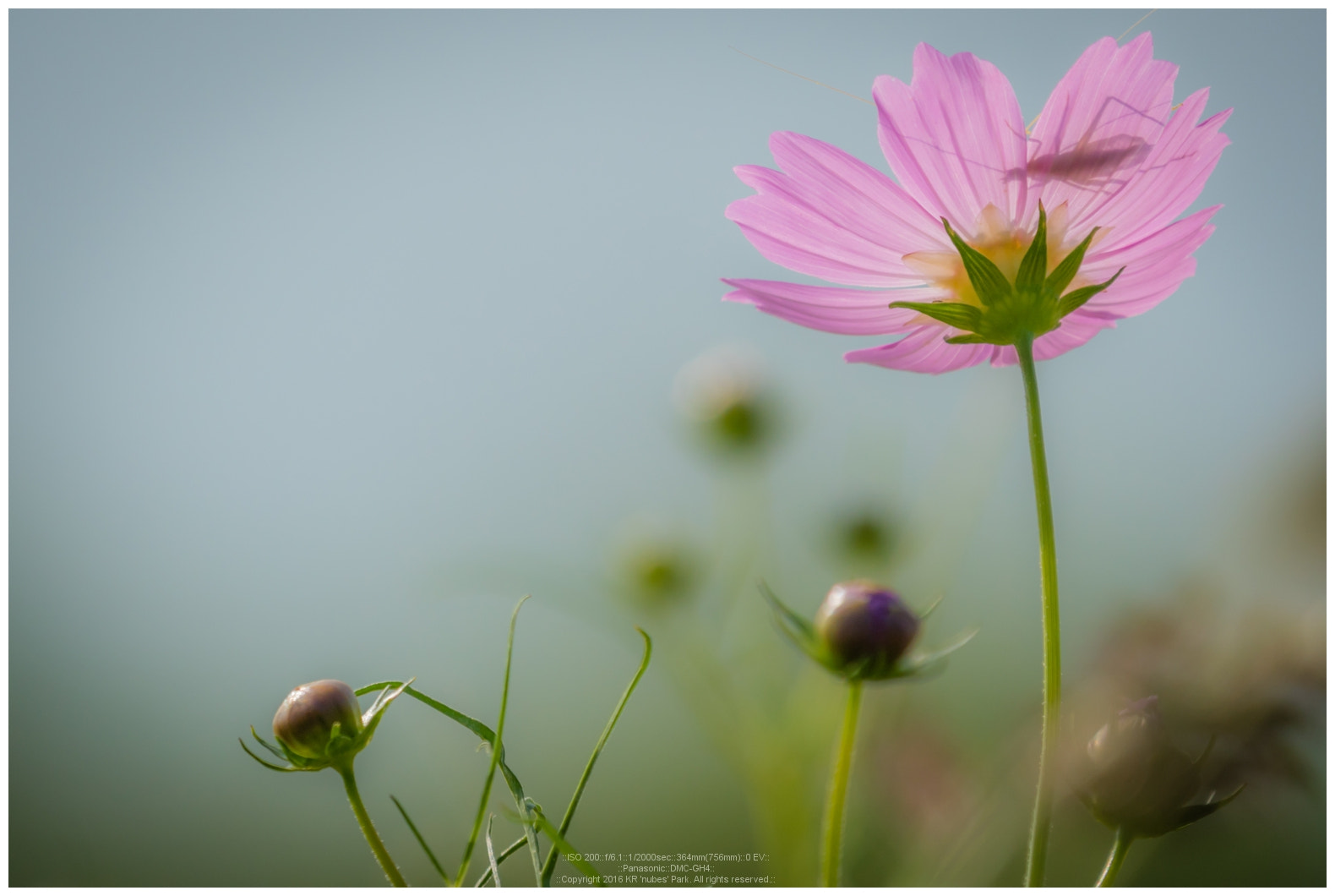 LEICA DG 100-400/F4.0-6.3 sample photo. Early autumn photography