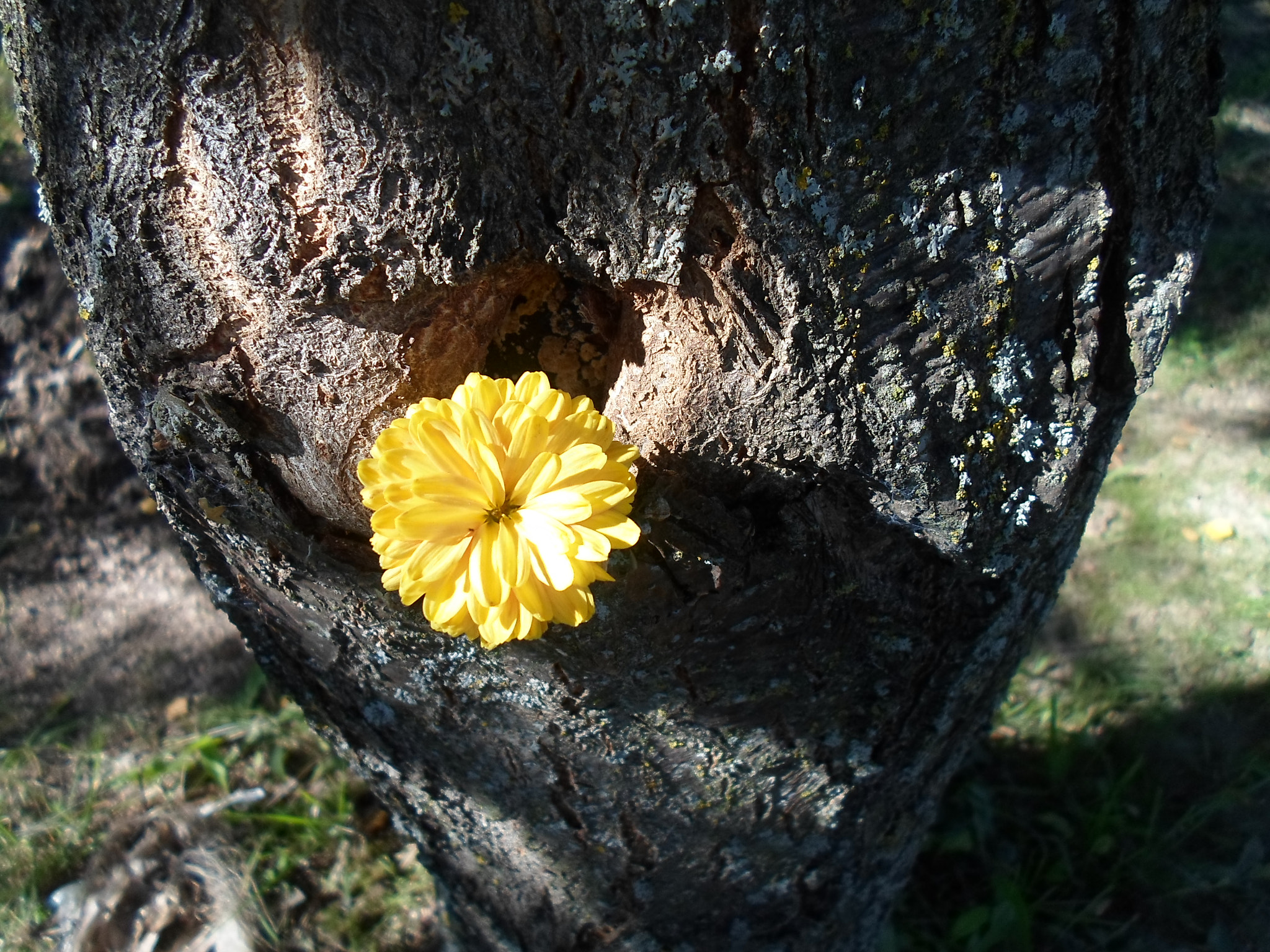 Samsung ST66 / ST68 sample photo. Yellow flower photography