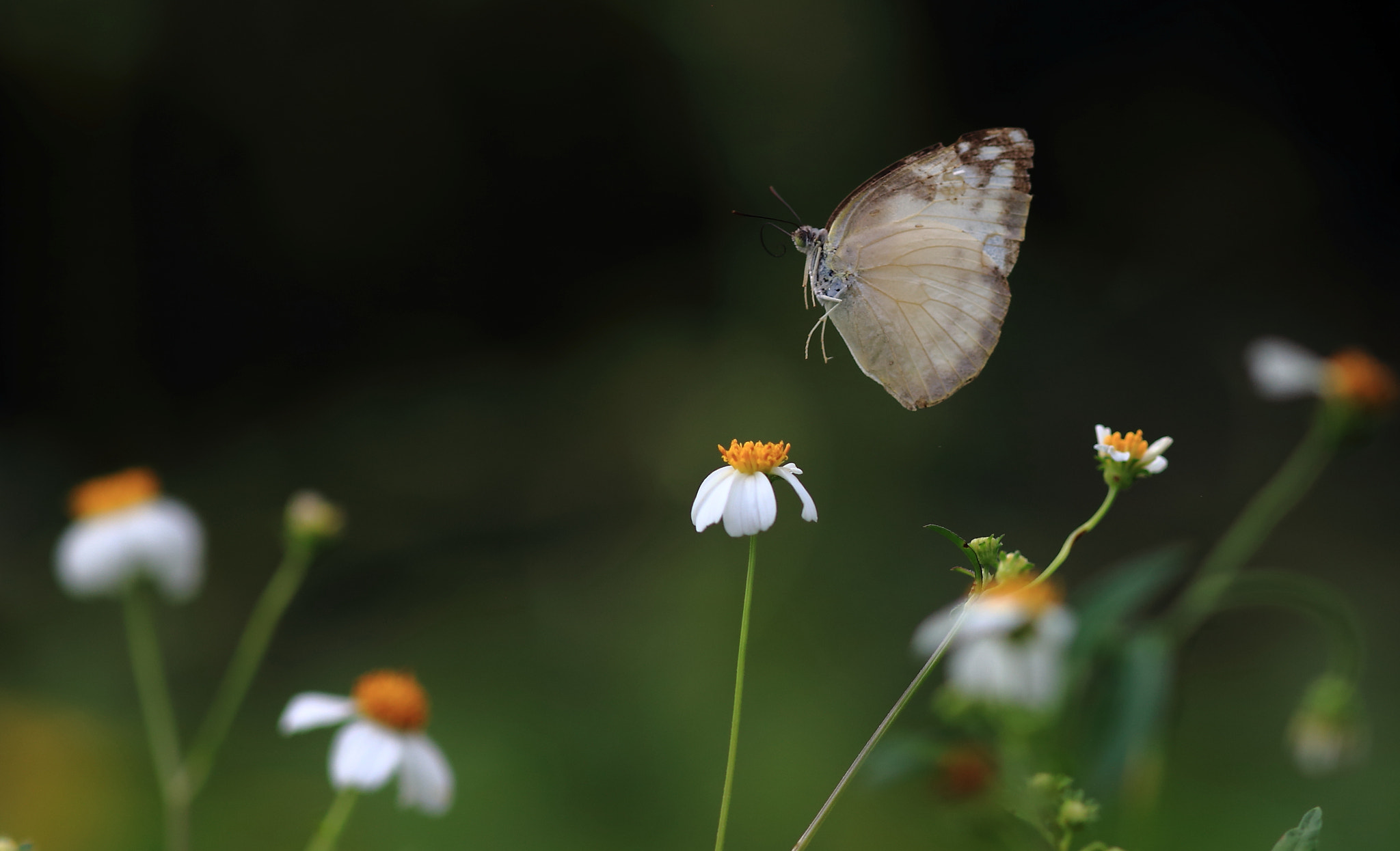 Canon EOS 6D + Canon EF 300mm F4L IS USM sample photo. Still lingering photography