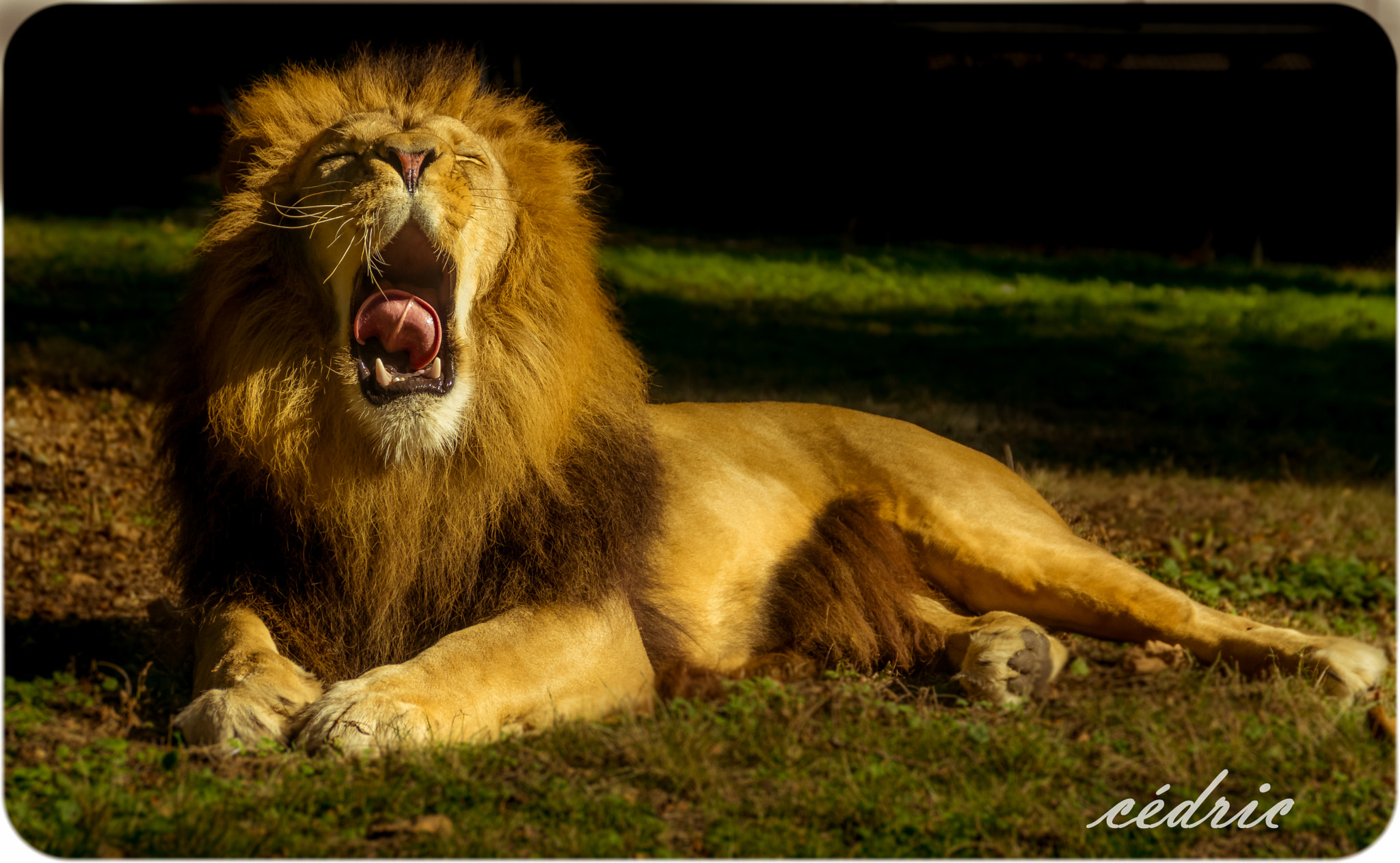 Pentax K-3 II + Sigma 18-200mm F3.5-6.3 II DC OS HSM sample photo. Trop fatiguant d'etre le roi des animaux photography