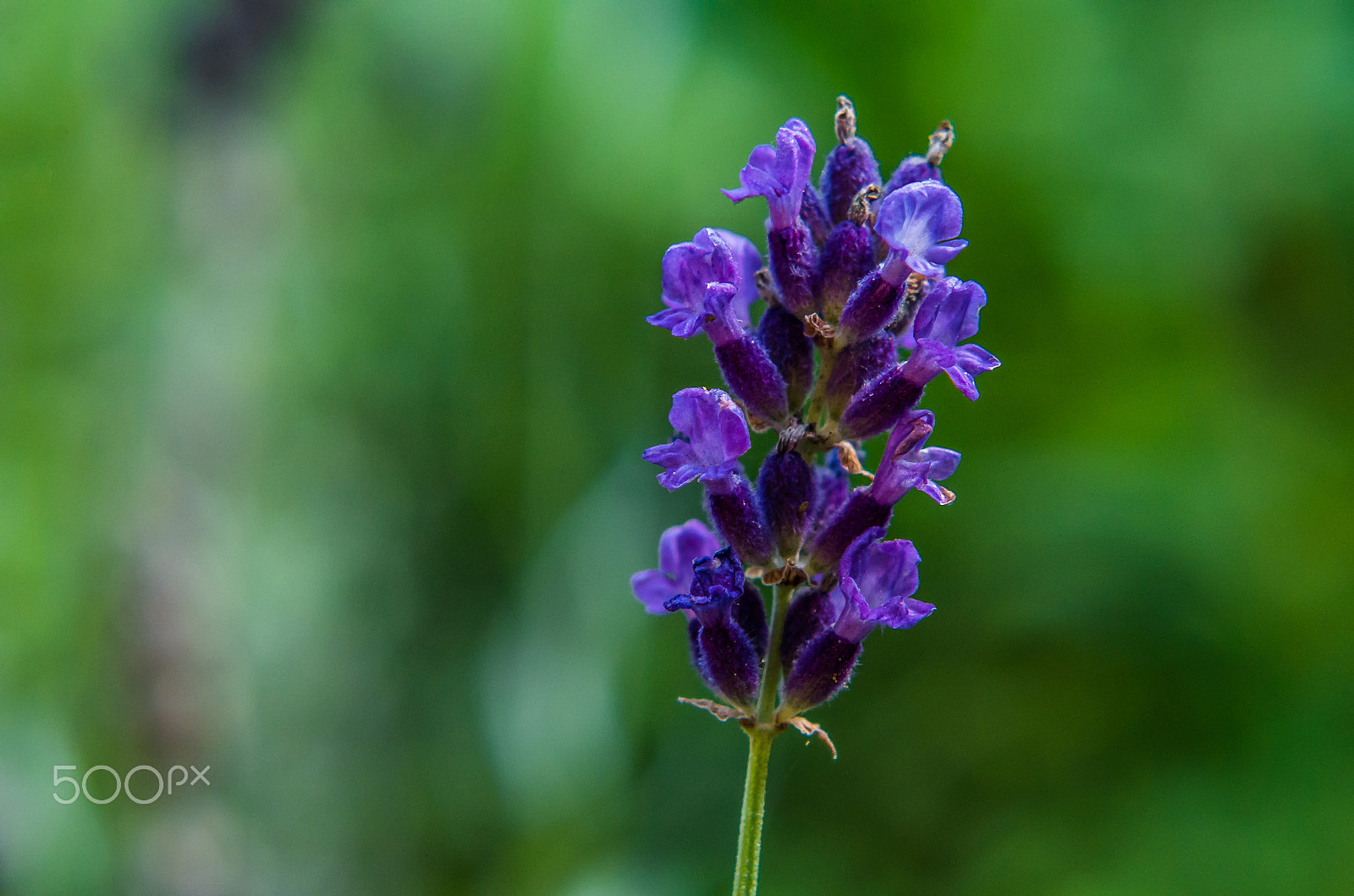 Pentax K-50 sample photo. Lavender  photography