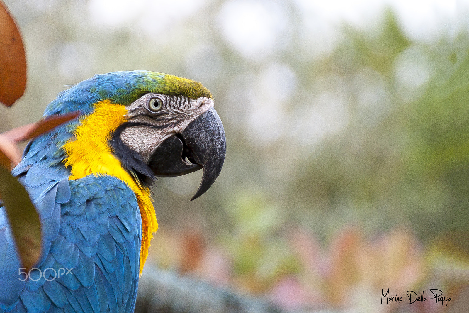 Canon EOS 500D (EOS Rebel T1i / EOS Kiss X3) sample photo. Parrot, a portrait photography