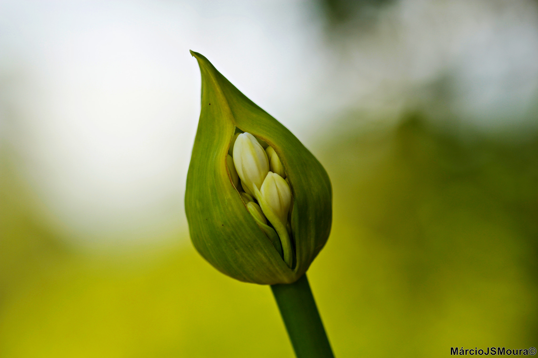 Canon EOS 600D (Rebel EOS T3i / EOS Kiss X5) + Canon EF 50mm f/1.0L sample photo. Espreitar... ( peek ) photography