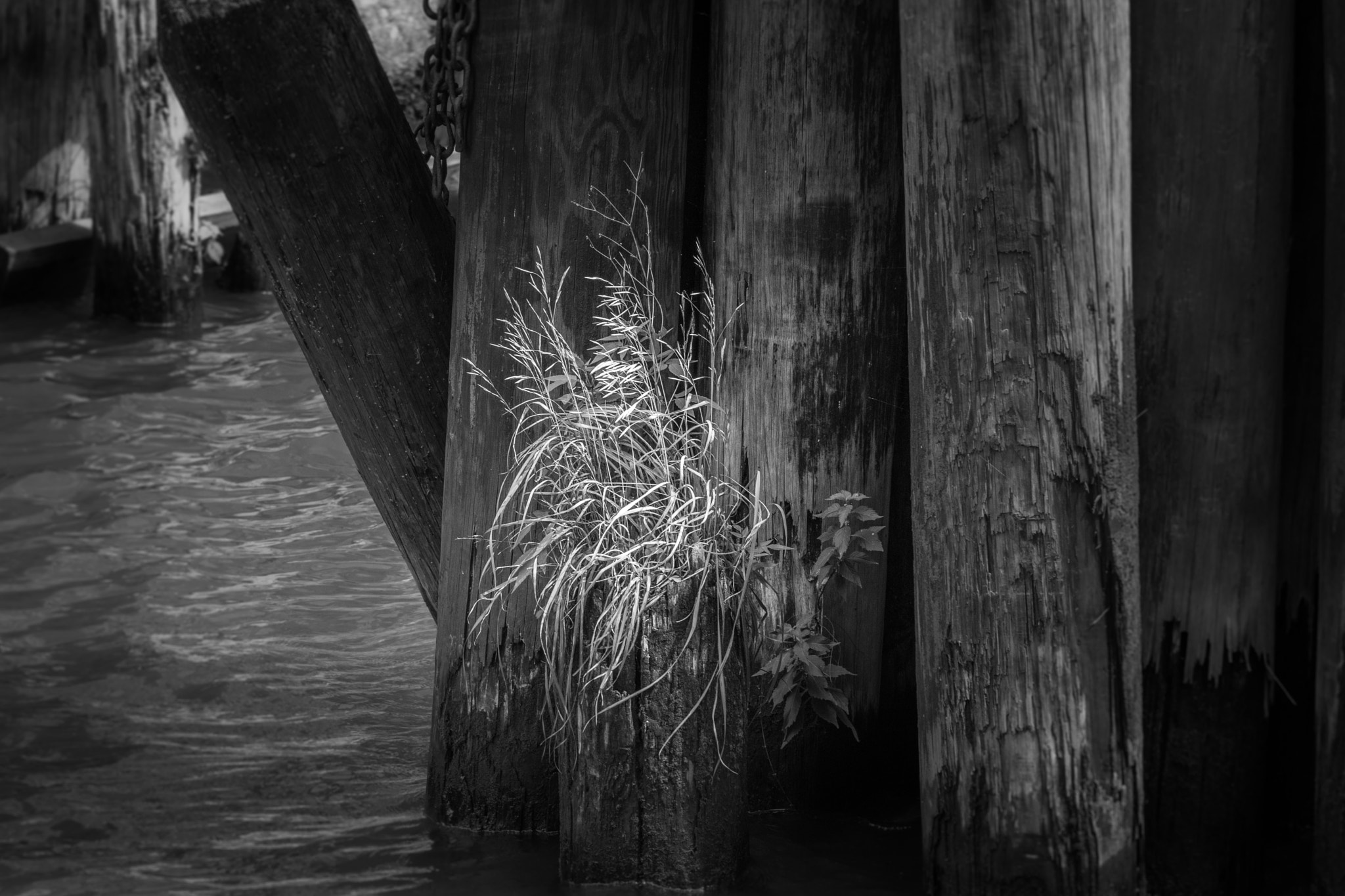 Nikon AF-S Nikkor 24-120mm F4G ED VR sample photo. Under the docks photography