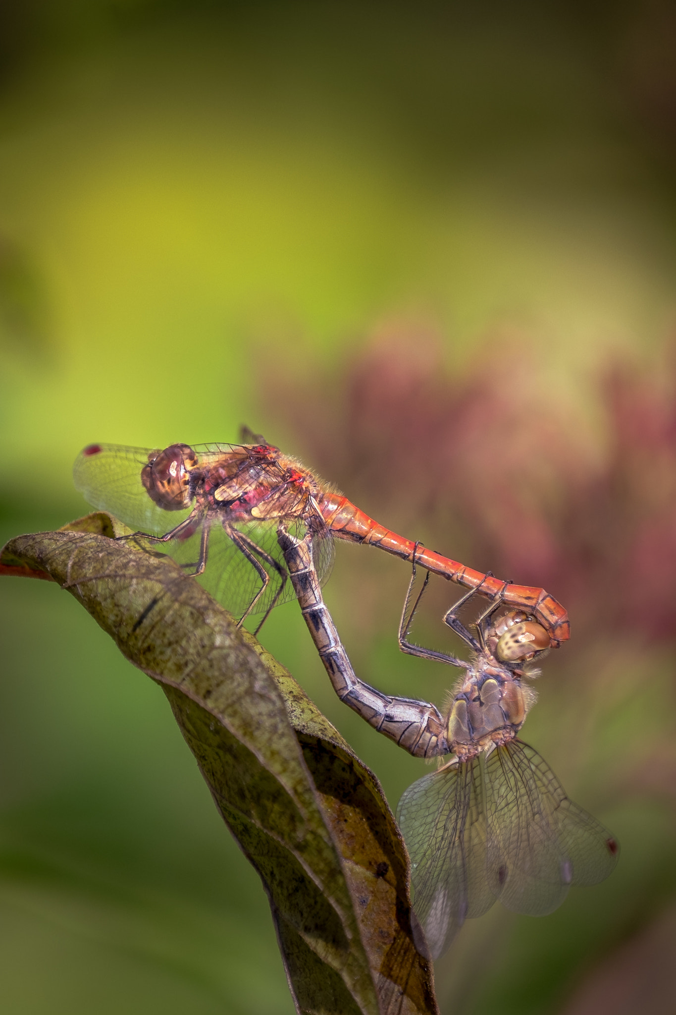 Fujifilm XF 100-400mm F4.5-5.6 R LM OIS WR sample photo. Dragonfly in love photography