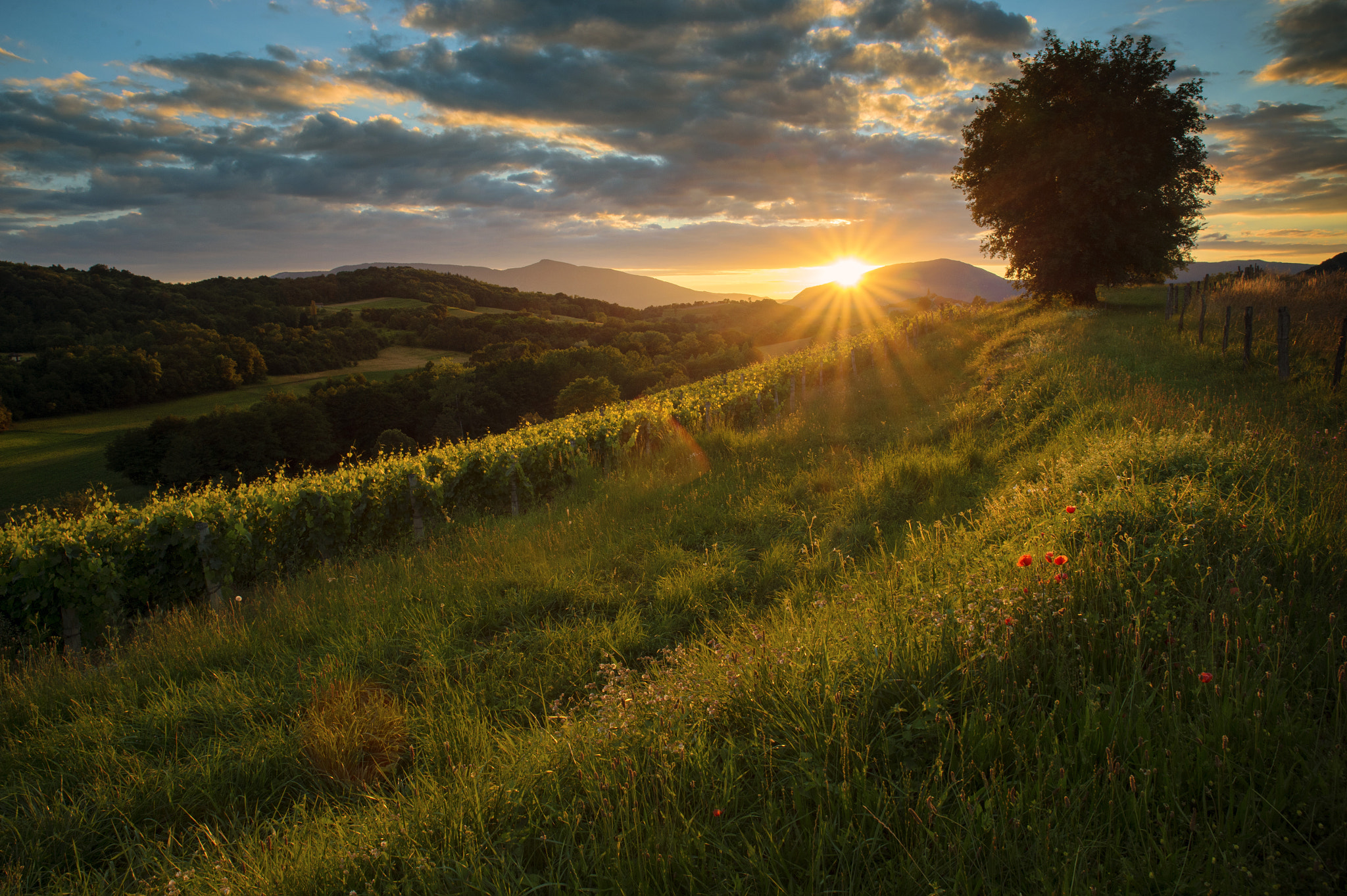 Nikon Df sample photo. Top of a vine field 2 photography