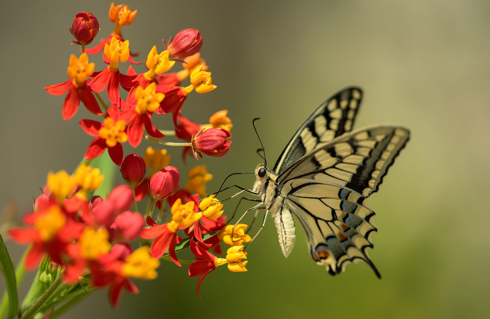Sigma 150mm F2.8 EX DG Macro HSM sample photo. Dovetail photography