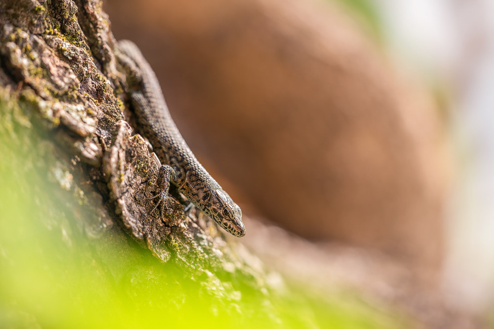 Sigma 150mm F2.8 EX DG Macro HSM sample photo. Grand-keel lizard photography