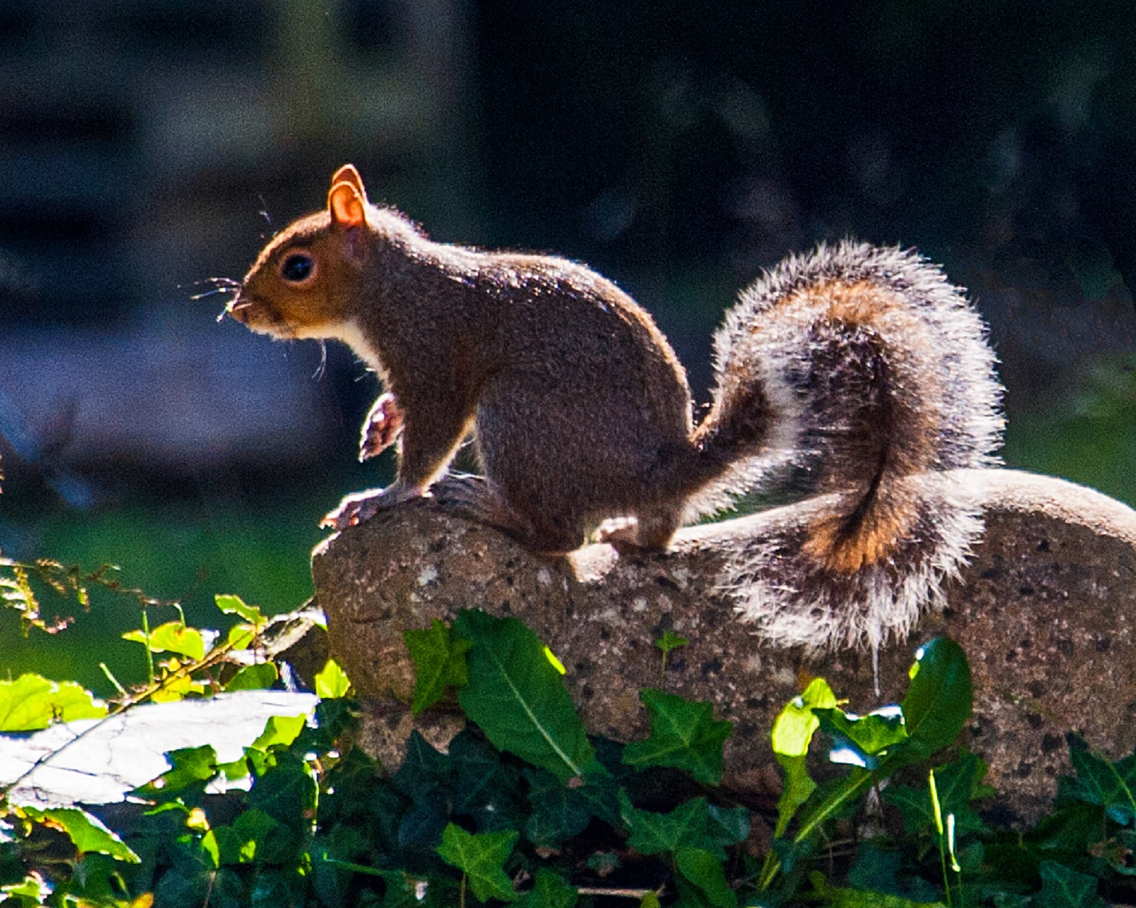 Nikon D3 sample photo. Grey squirrel photography